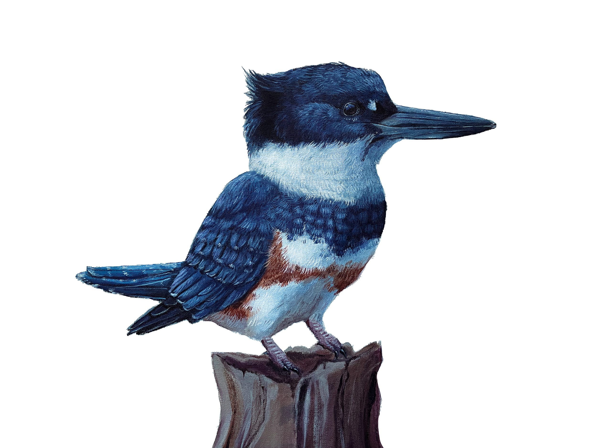 Belted Kingfisher