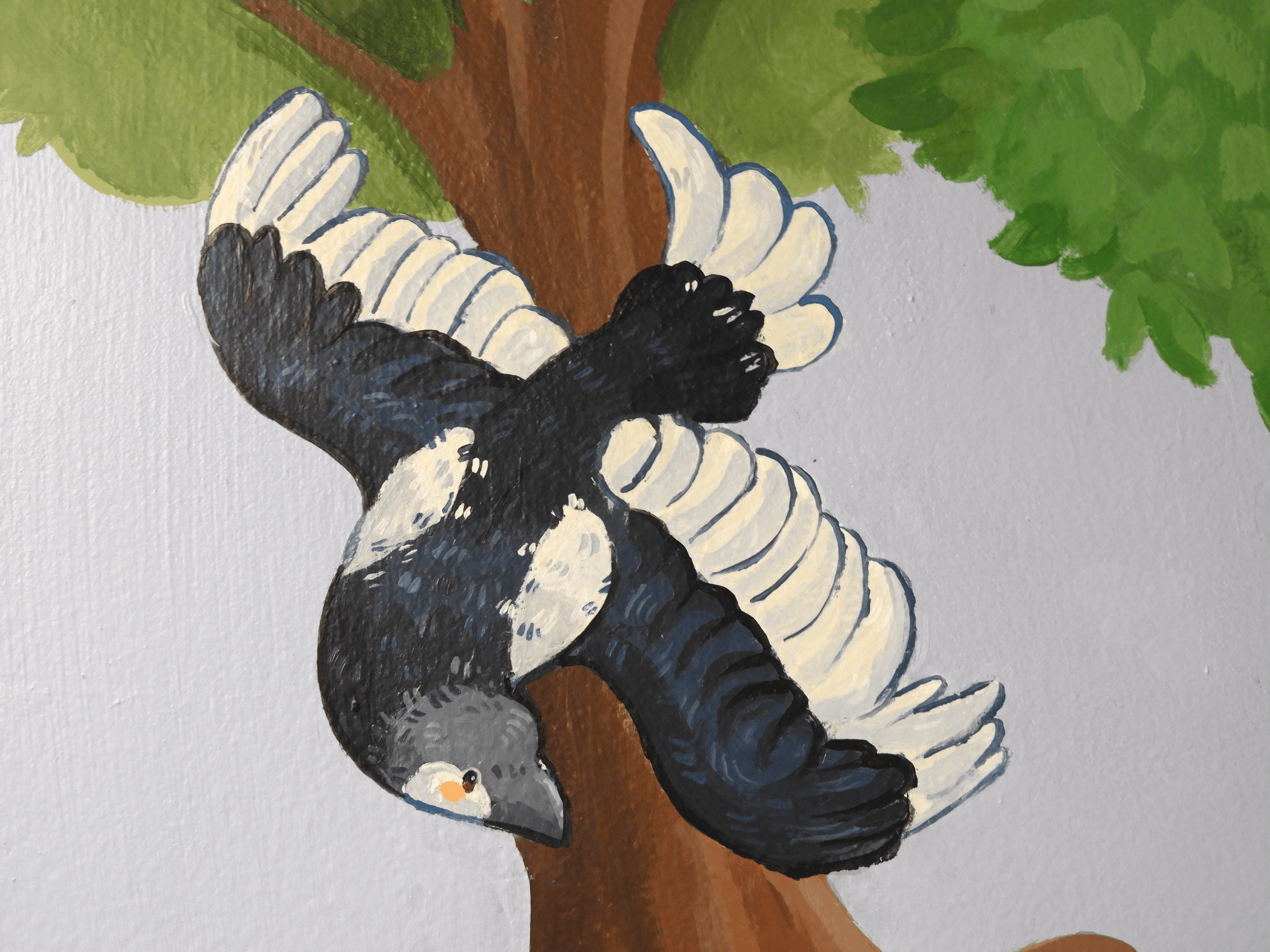 Magpie close shot.png