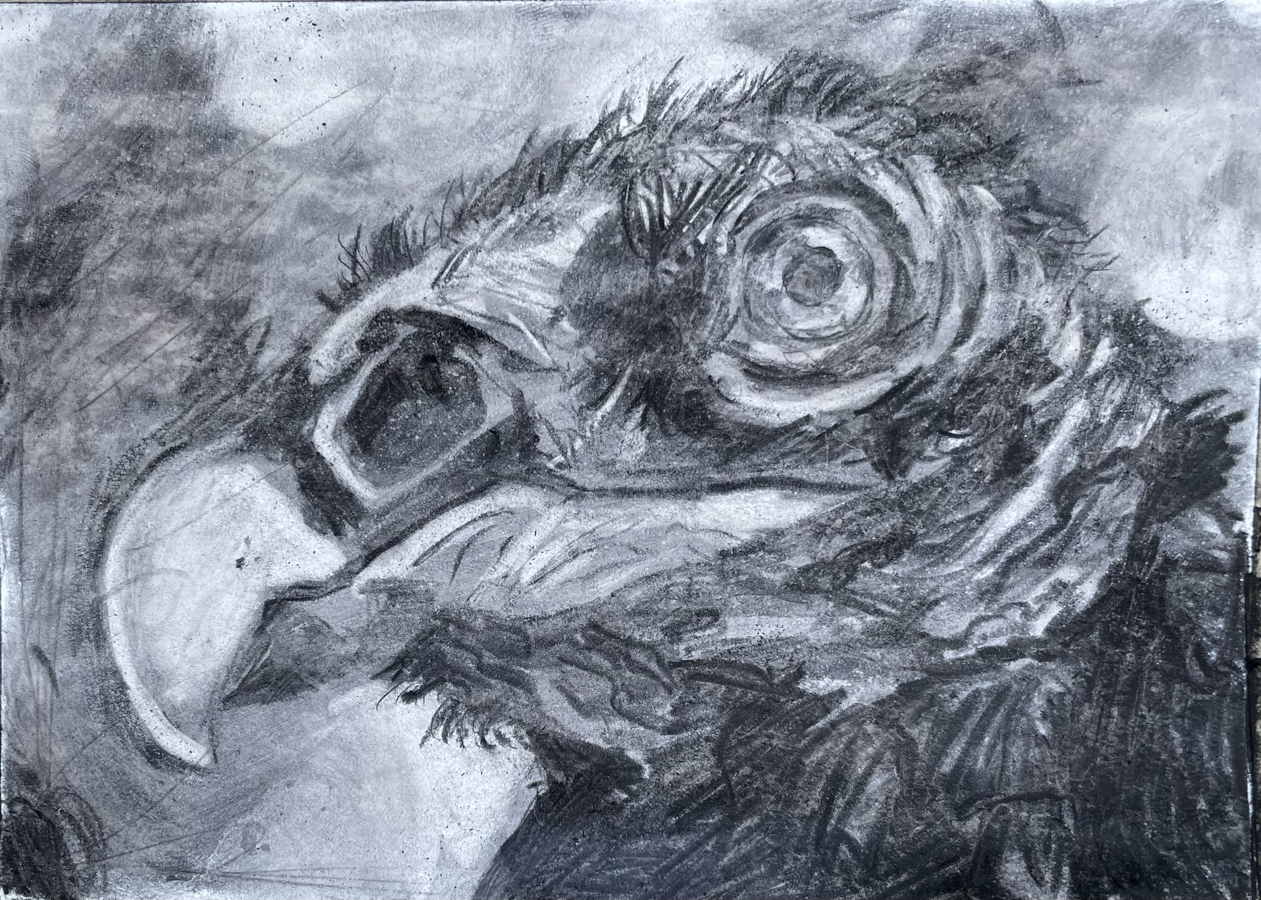 Charcoal Turkey Vulture