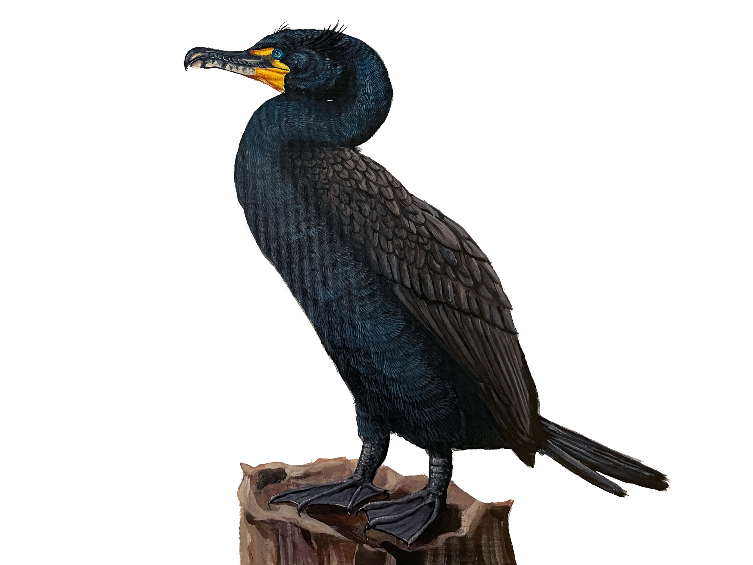 Double Crested Cormorant