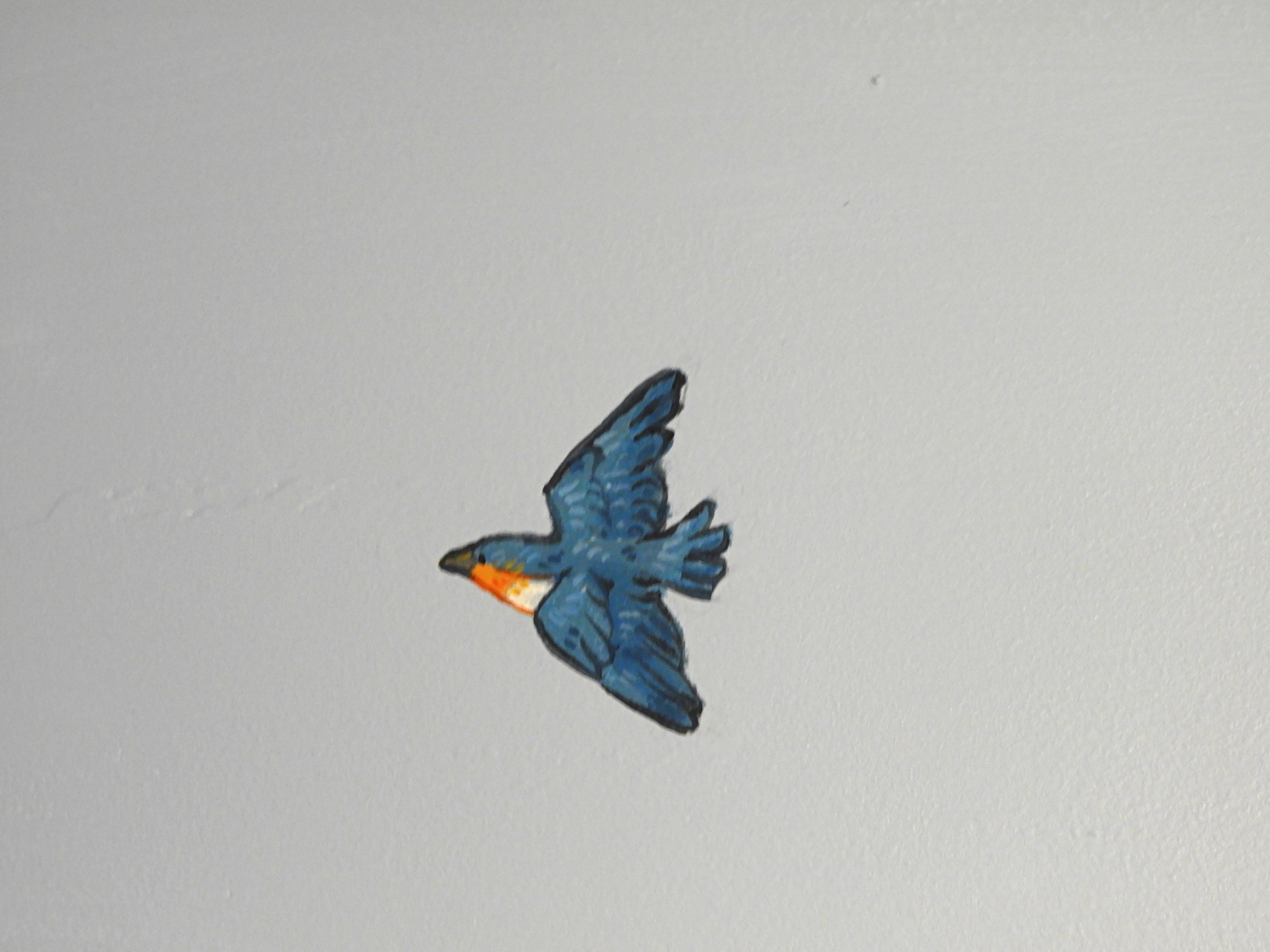 tiny bluebird close shot.png