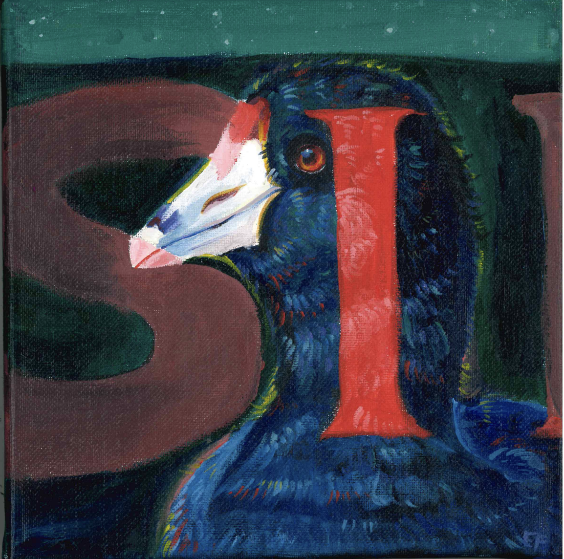 American Coot