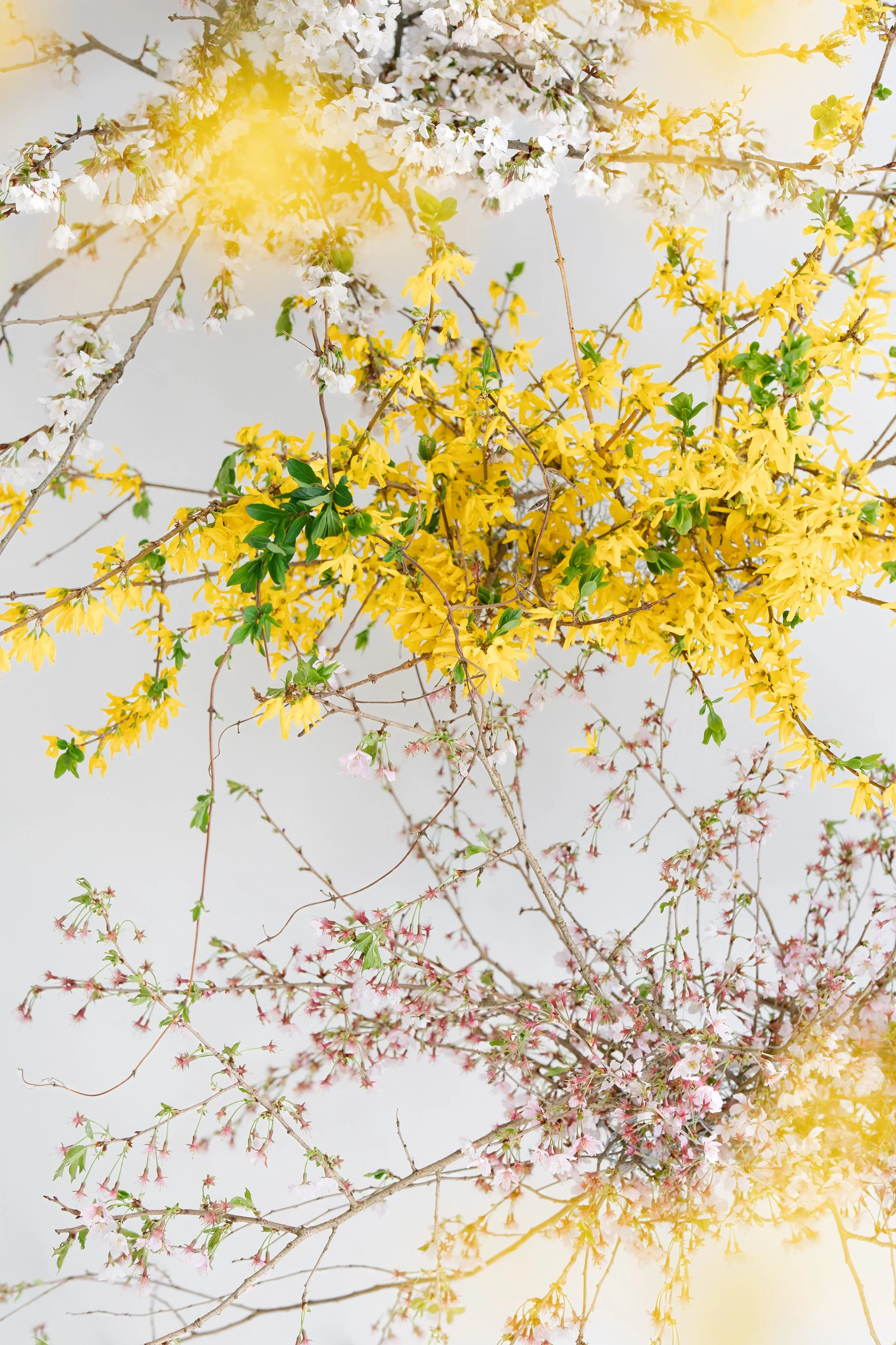 Spring blooming branches with white, yellow, and light pink flowers against a light background, illuminated by sunlight.