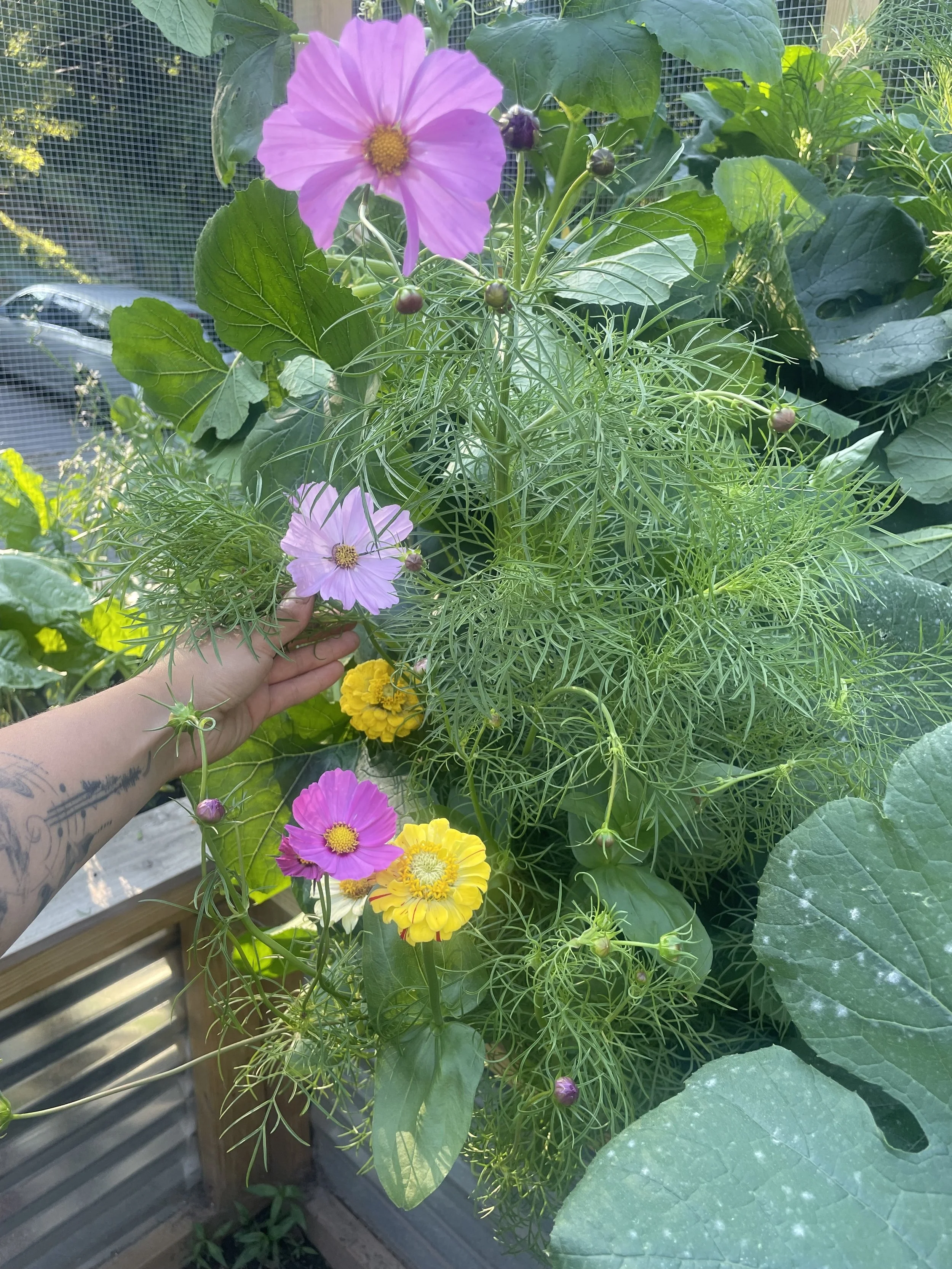 cosmos garden.jpg