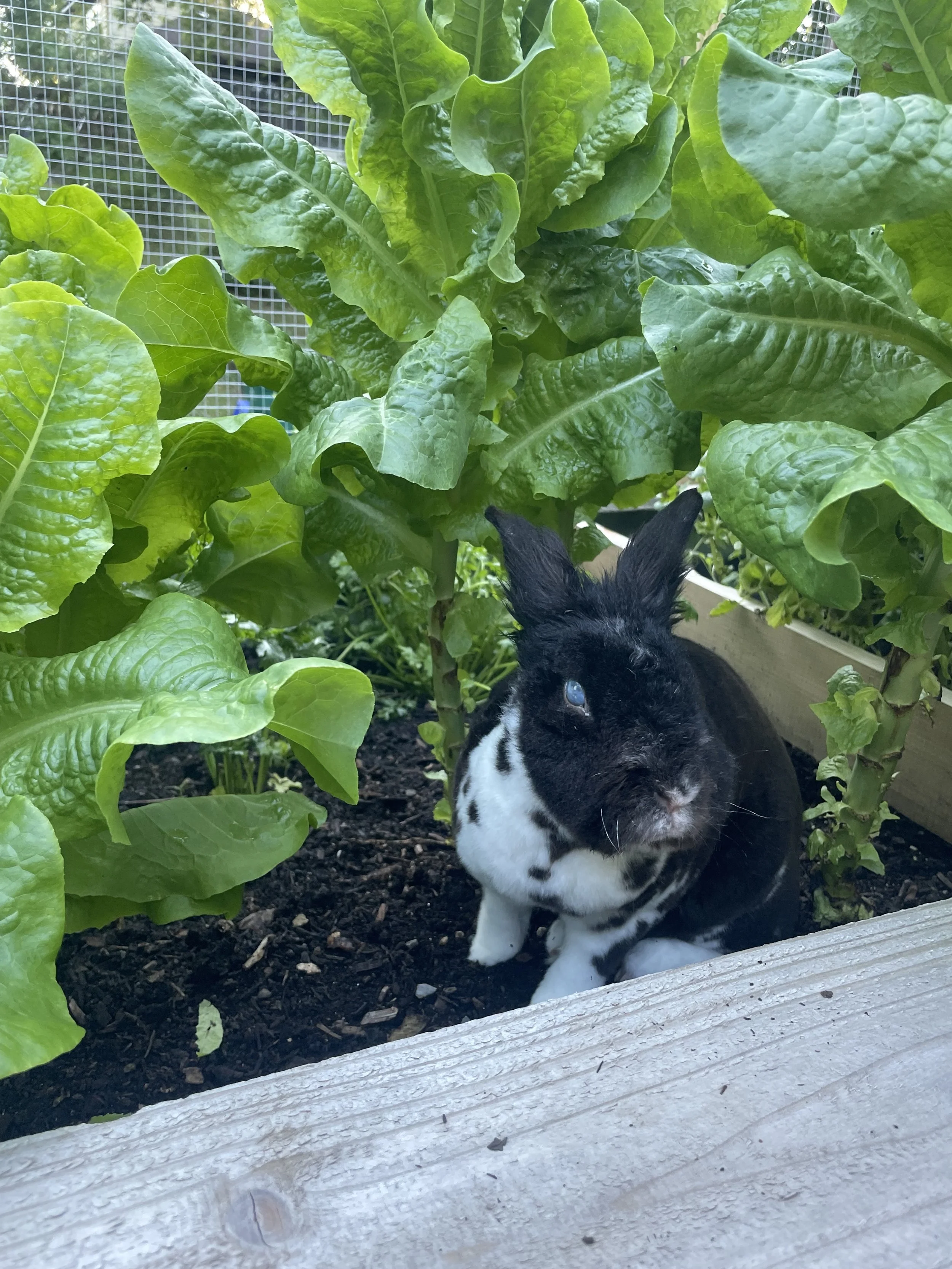 morris lettuce.jpg