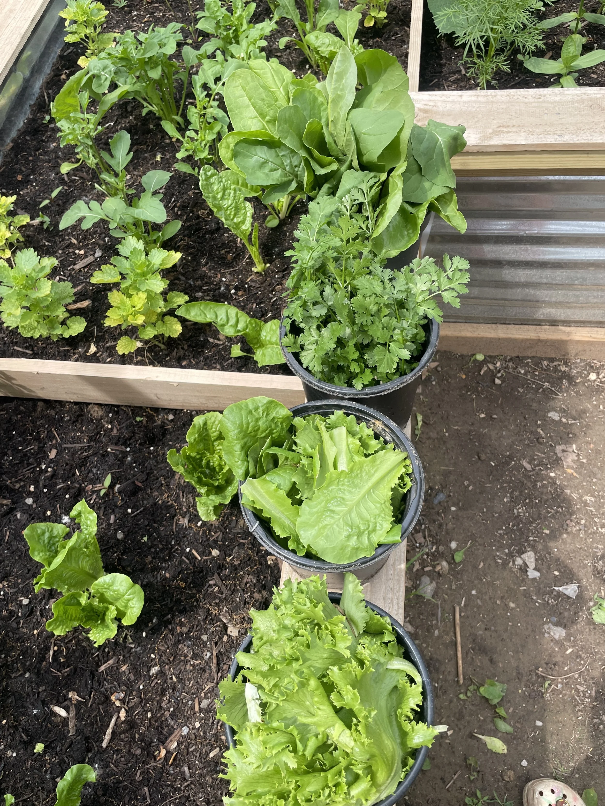 lettuce harvest.jpg