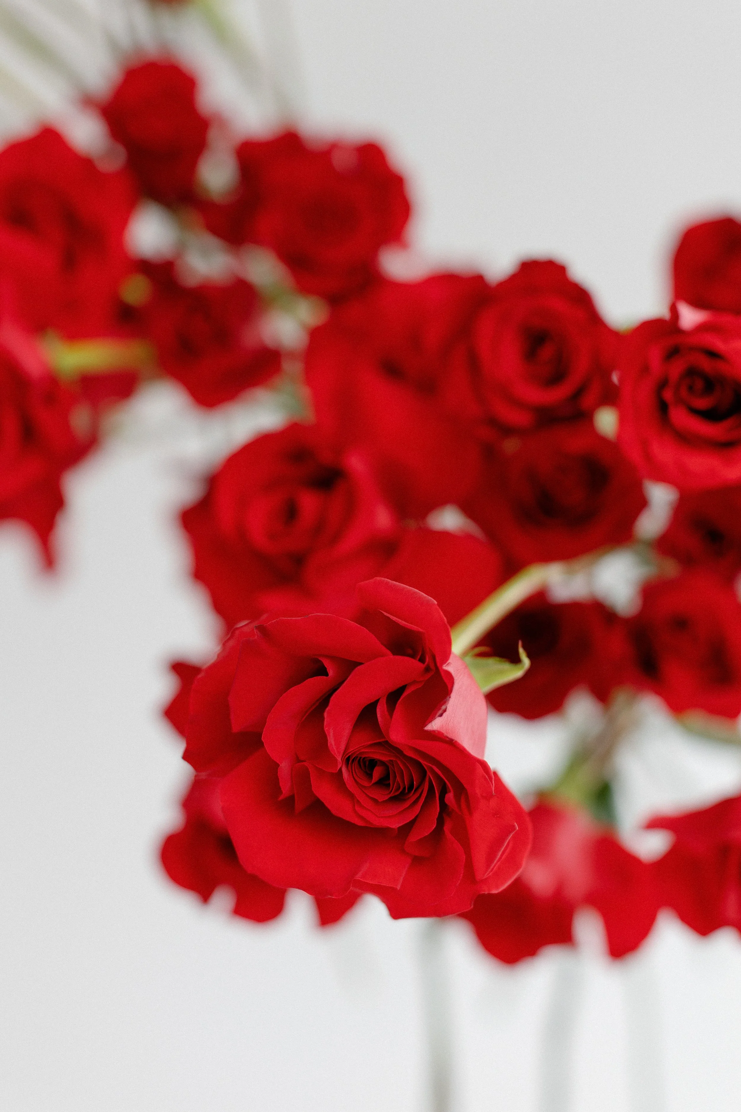 Close-up of multiple red roses against a plain white background.