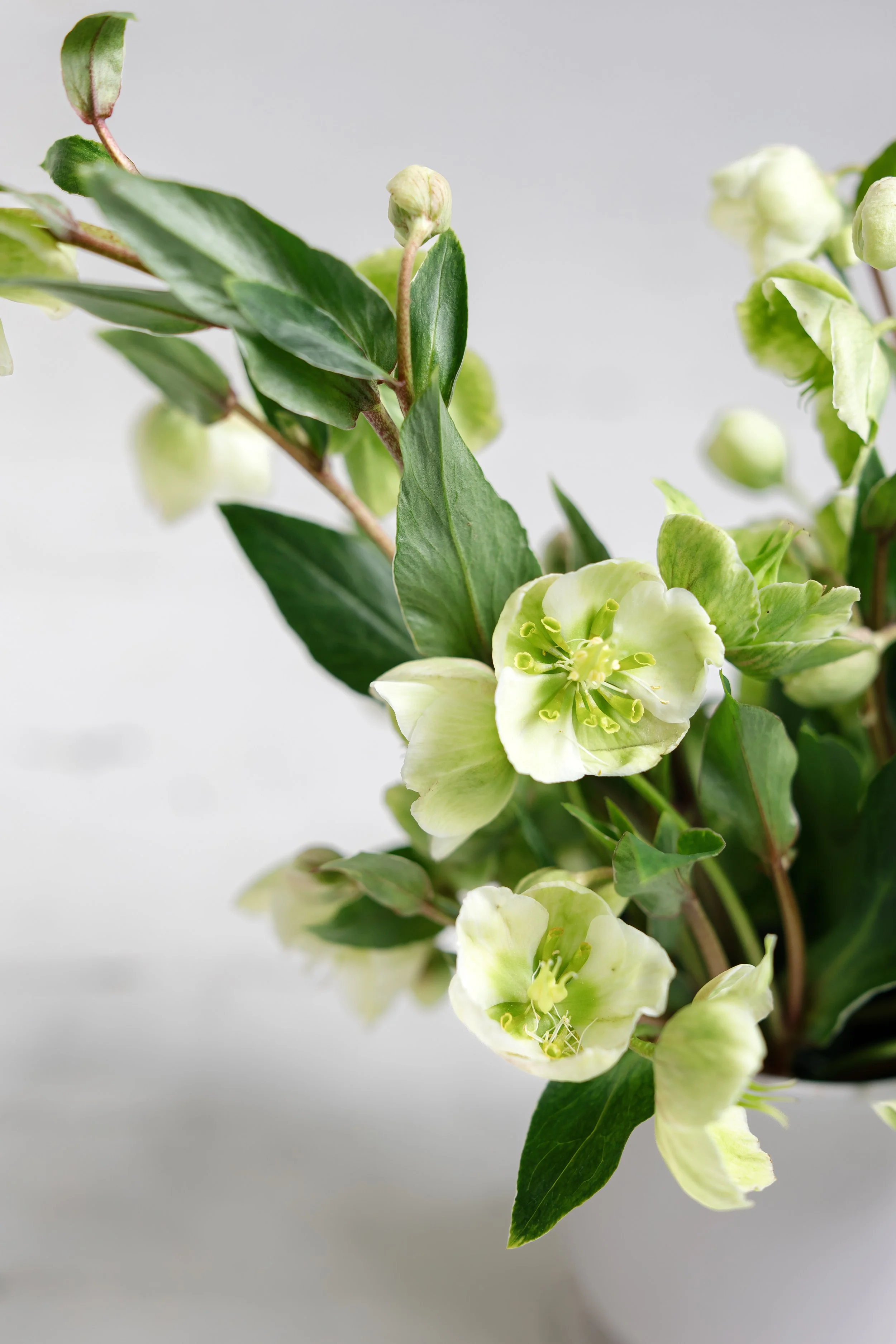 Close-up of green foliage and white flowers on a plant against a plain white background.