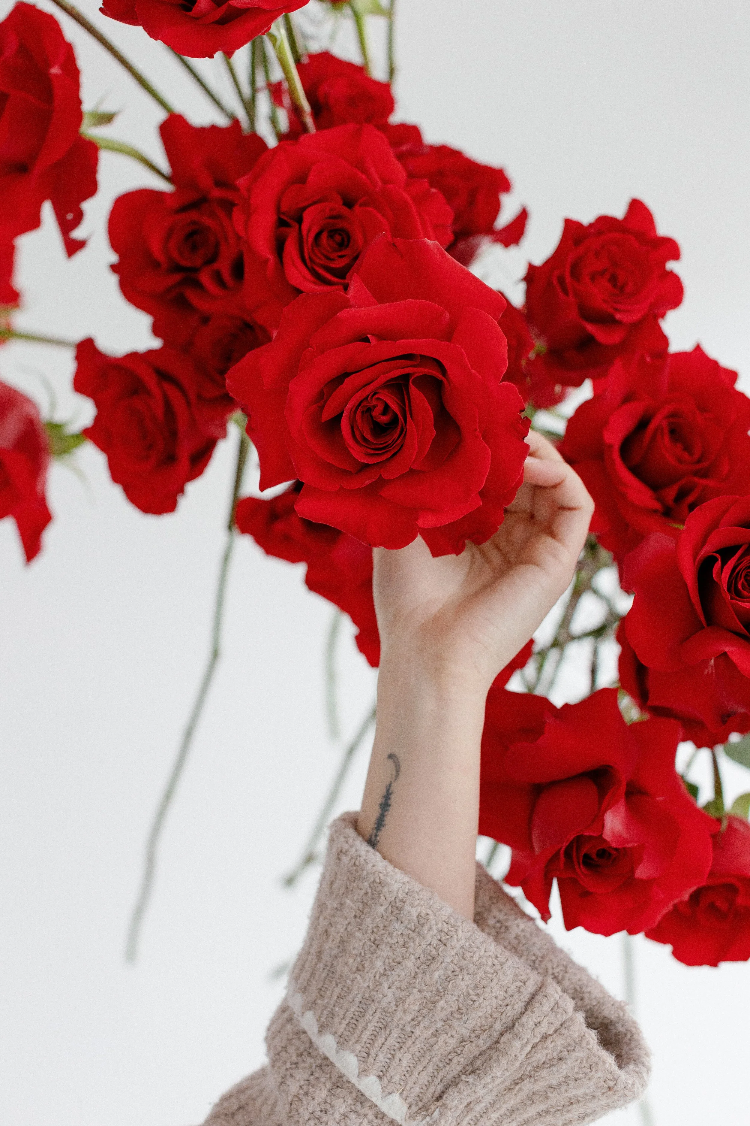 A person's hand and part of their arm holding a bunch of red roses, with some tattoos visible on the wrist, against a plain white background.