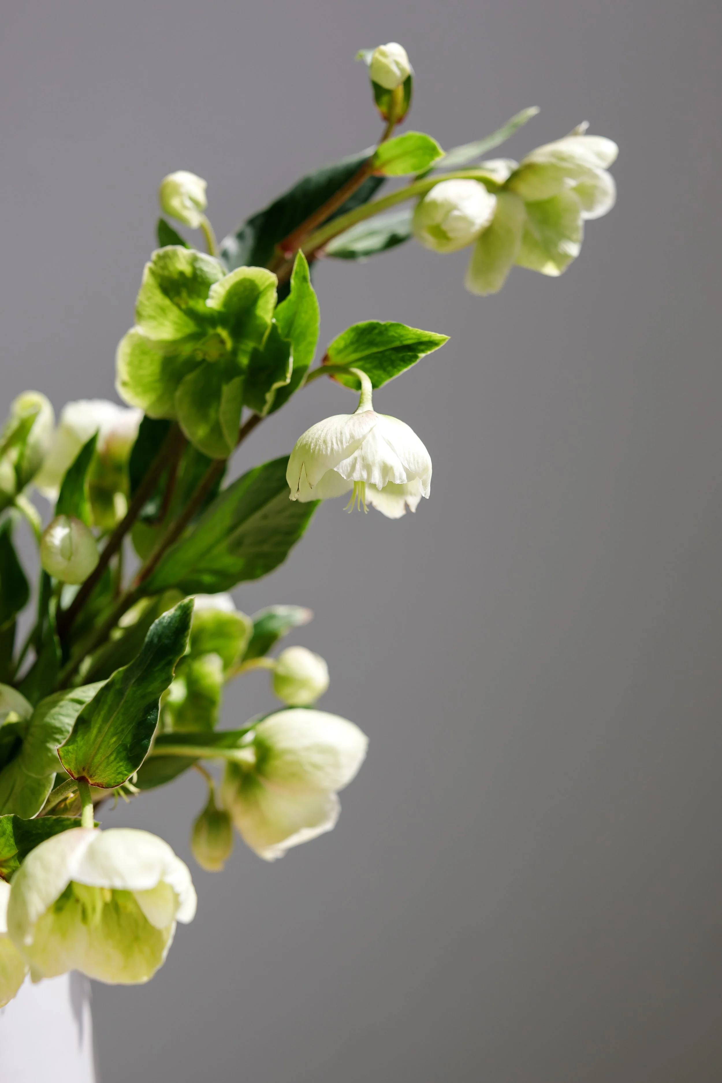 Close-up of white flowering plant with green leaves against grey background.