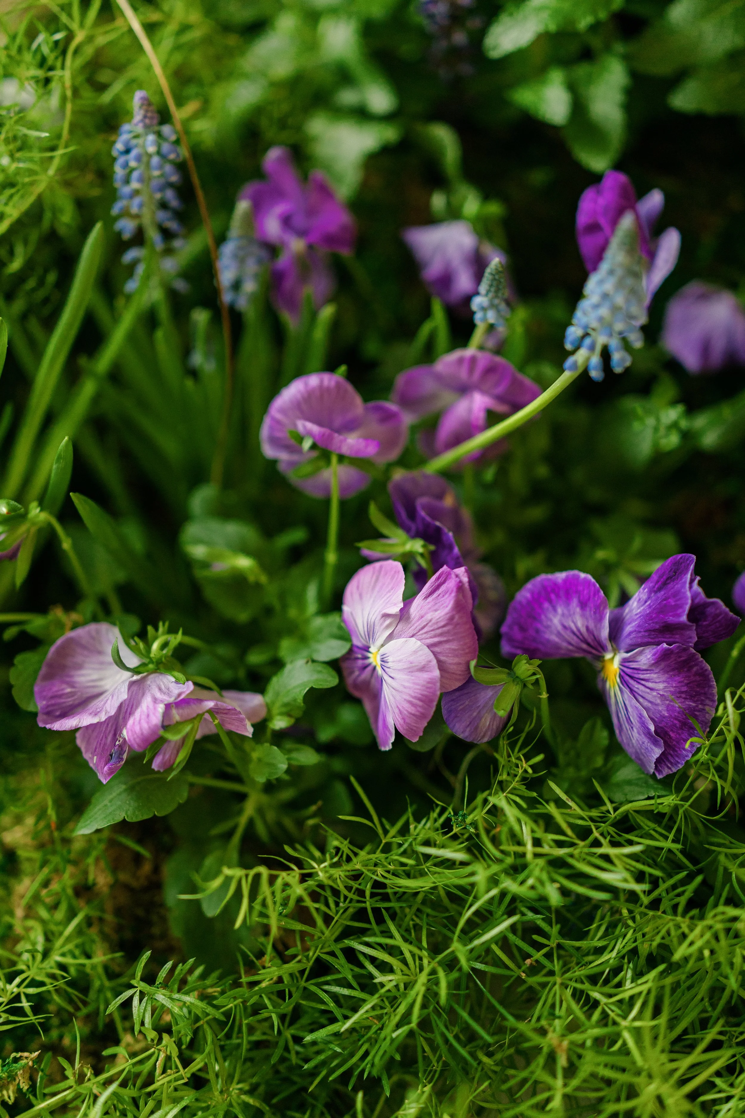 Close-up of purple and pink flowers growing amidst green grass.