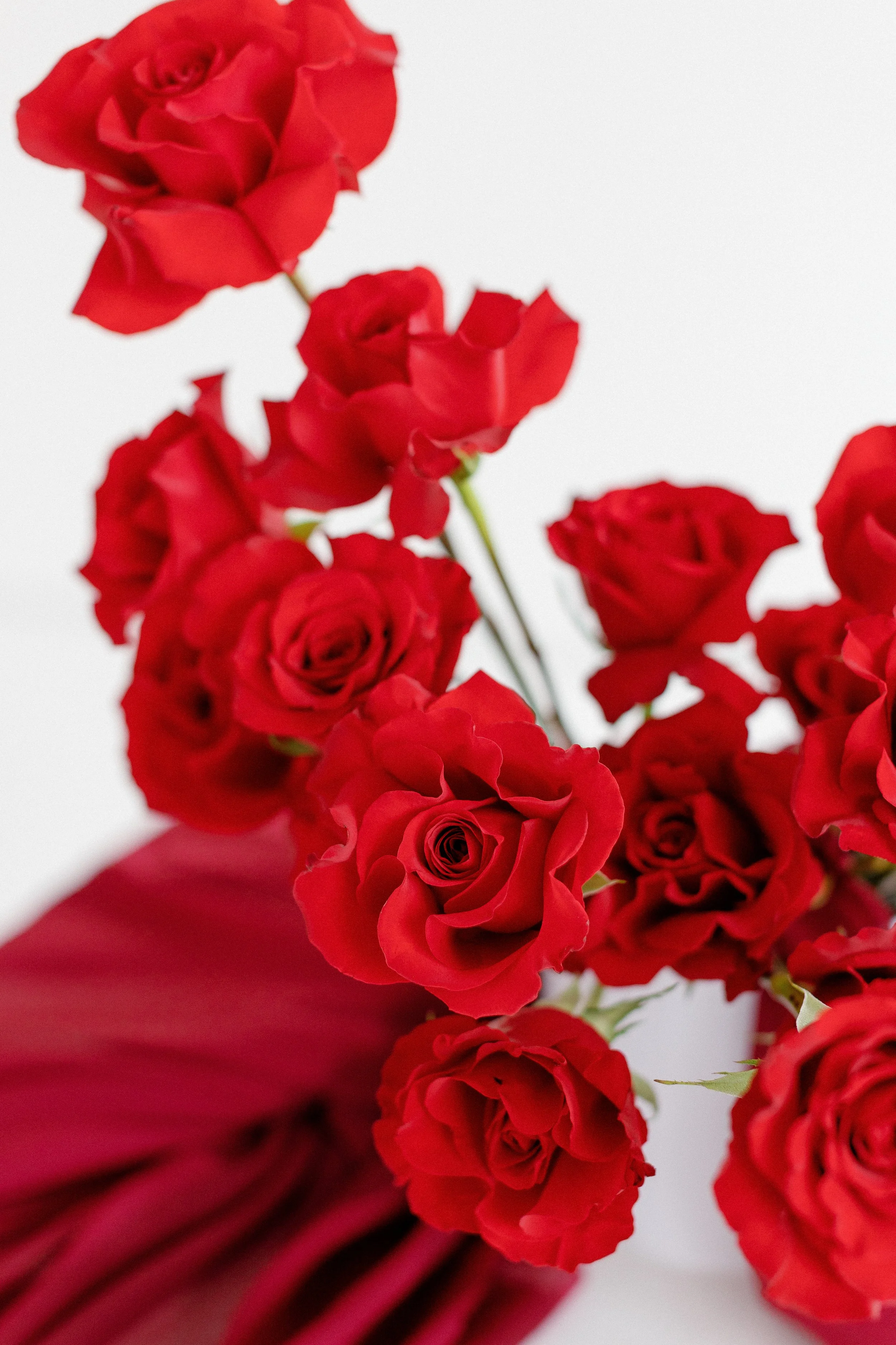 Close-up of a bouquet of red roses with green stems and leaves against a white background.