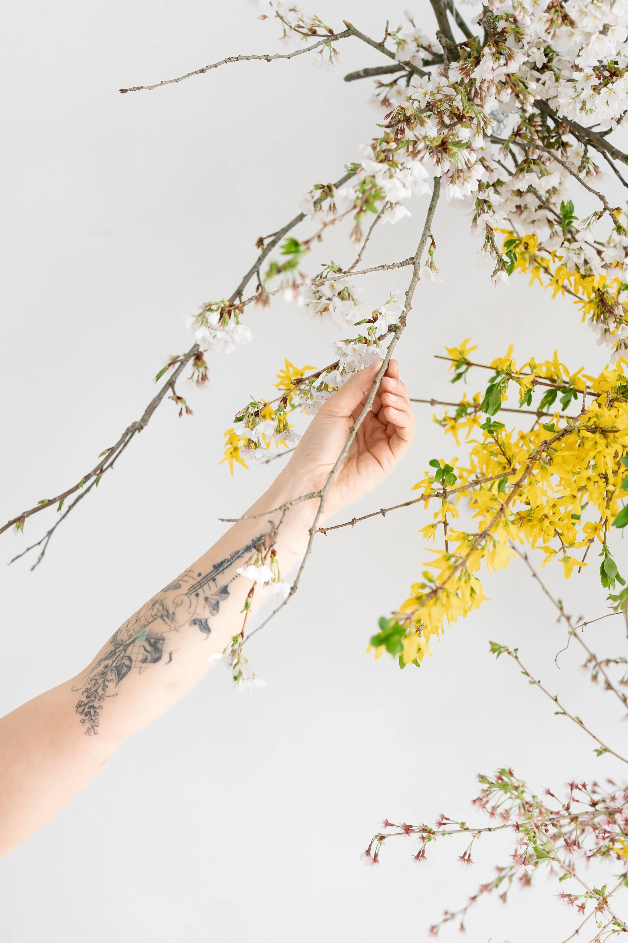 Person with tattooed arm holding a branch with blooming white and pink flowers, against a plain white background in Arbor Loft in Rochester, NY.