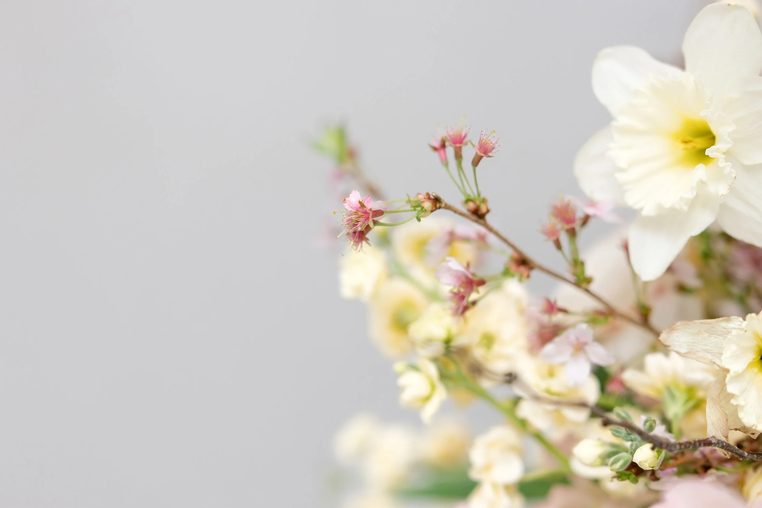 Close-up of a branch of delicate pink flowers and a large cream-colored flower with ruffled petals against a plain light gray background.