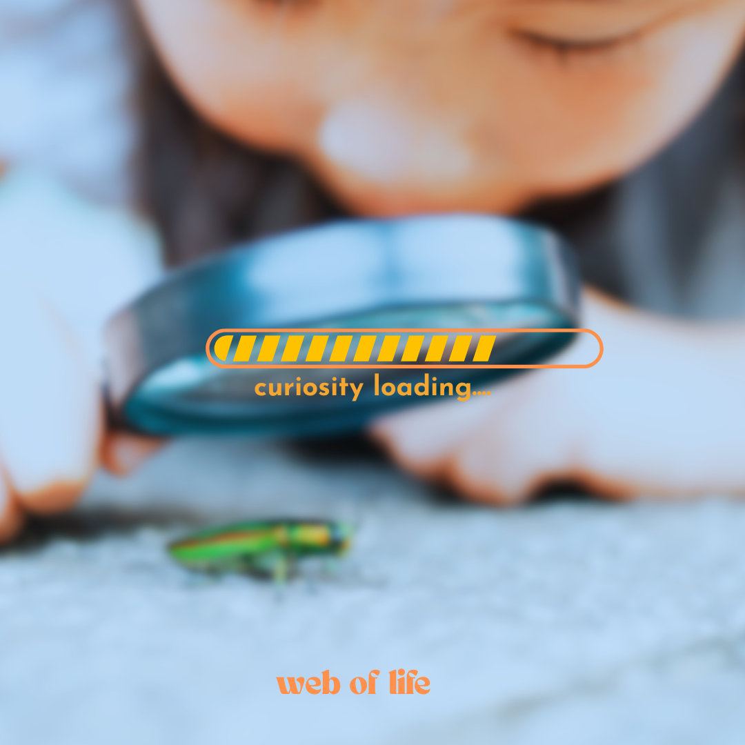 Why We Created Web of Life: A Hands-On Curriculum for Nature-Loving Families