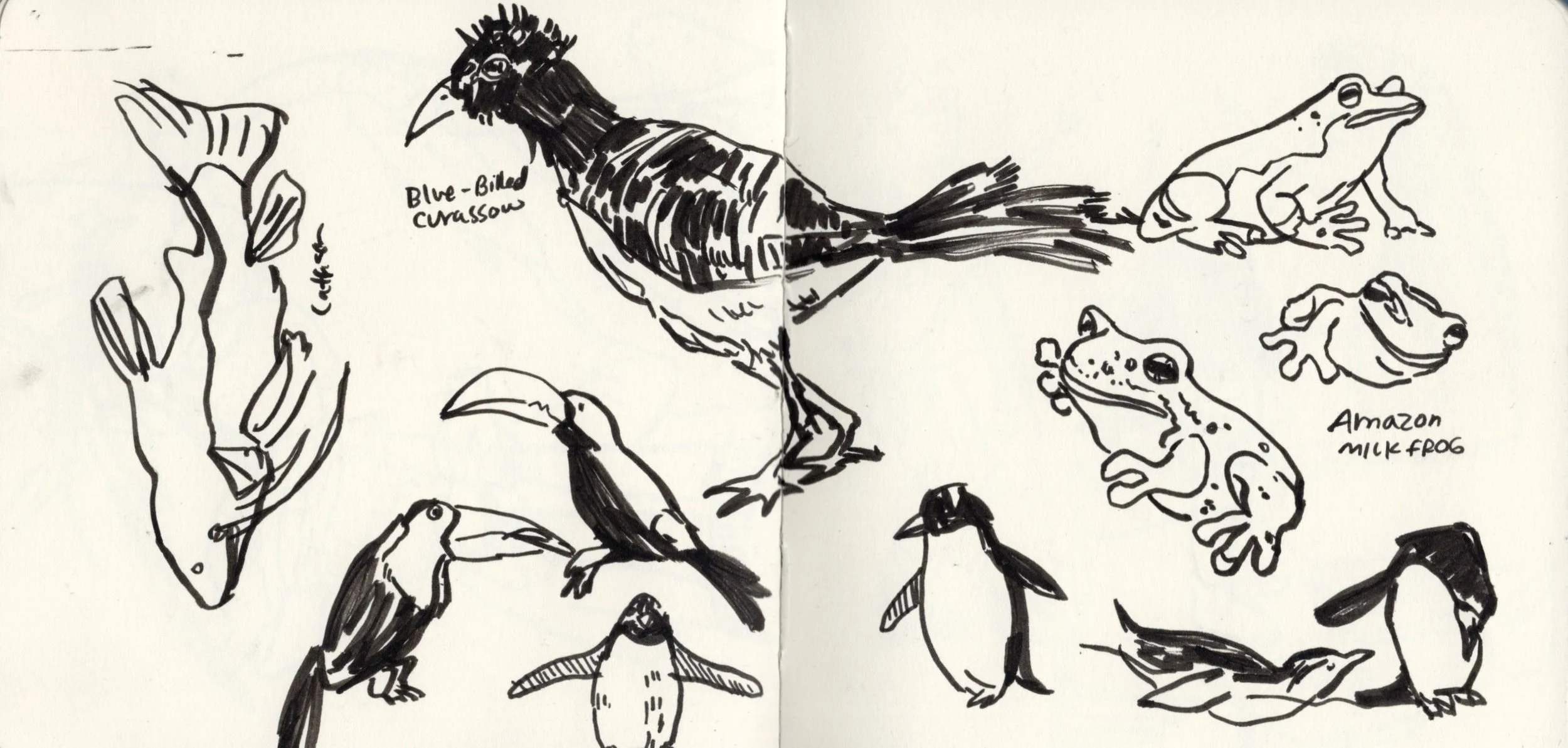 Aquarium Day Sketches.jpg