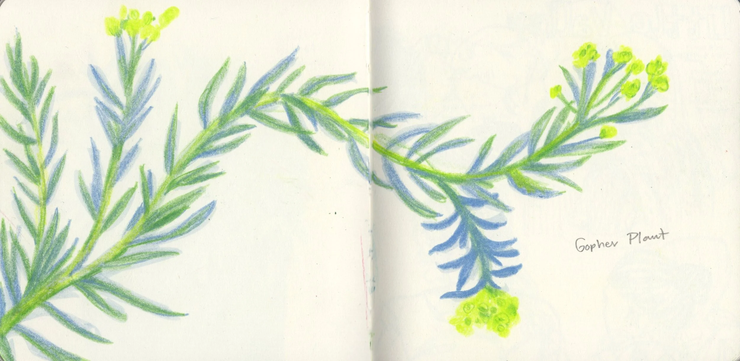 Gopher Plant Sketch.jpg