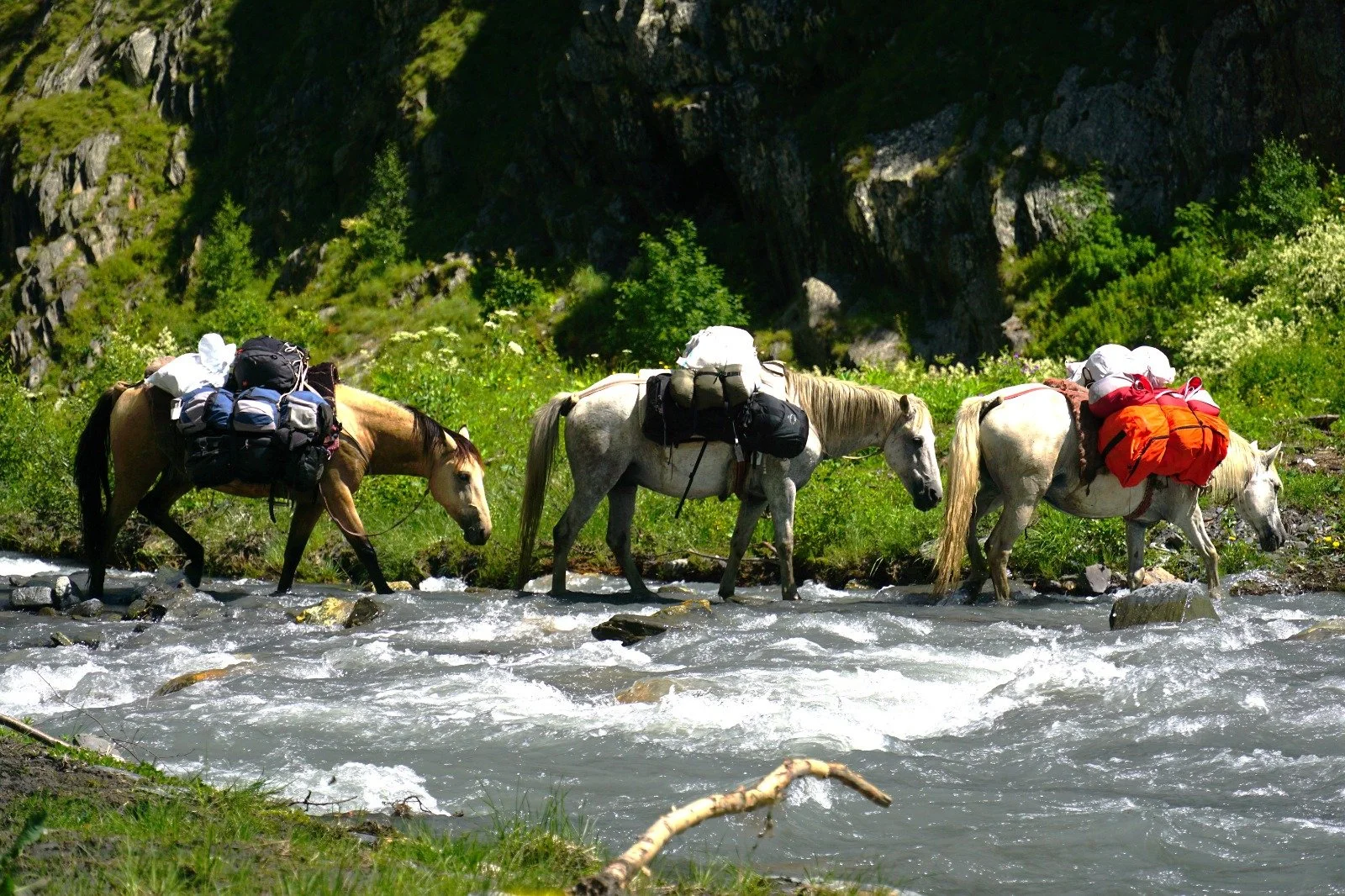 Paarden dragen backpacks tijdens de Tusheti Trail
