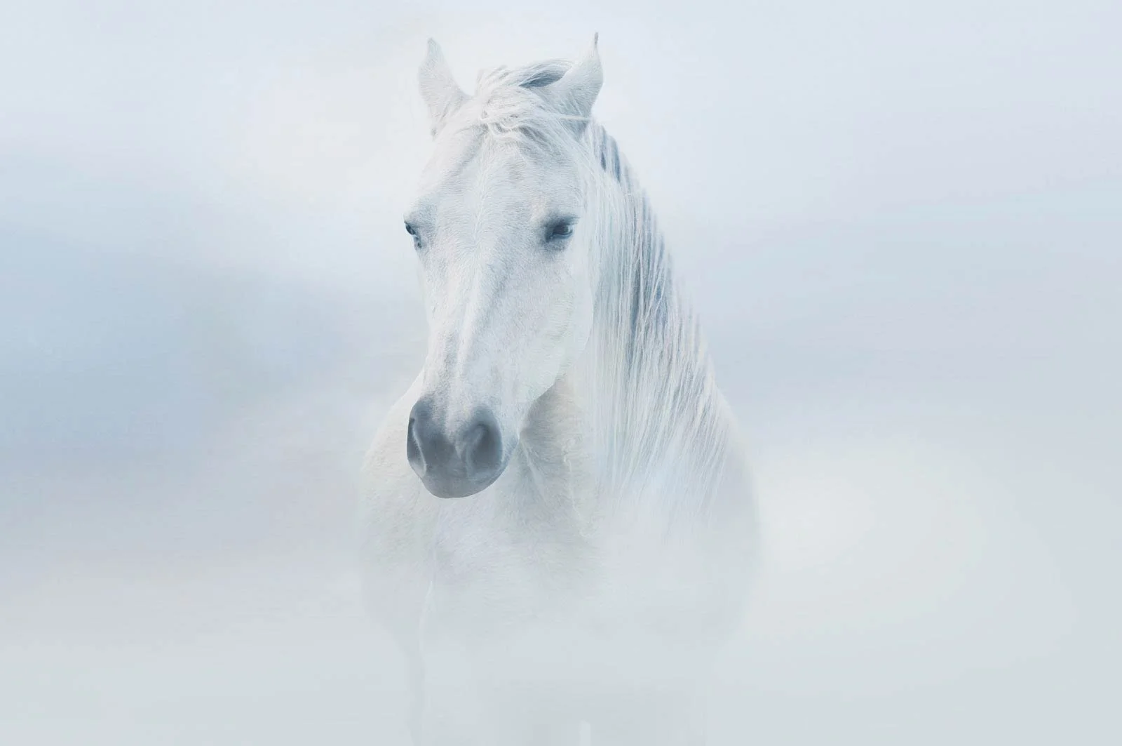 Isabeau   
 Request this artwork 