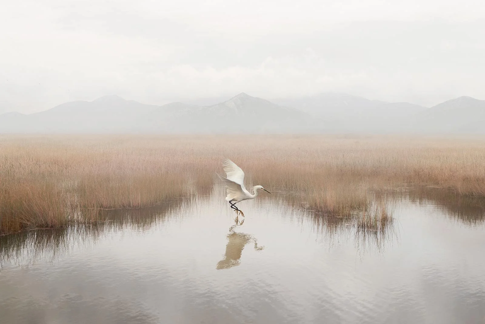 Abrielle   
 Request this artwork 