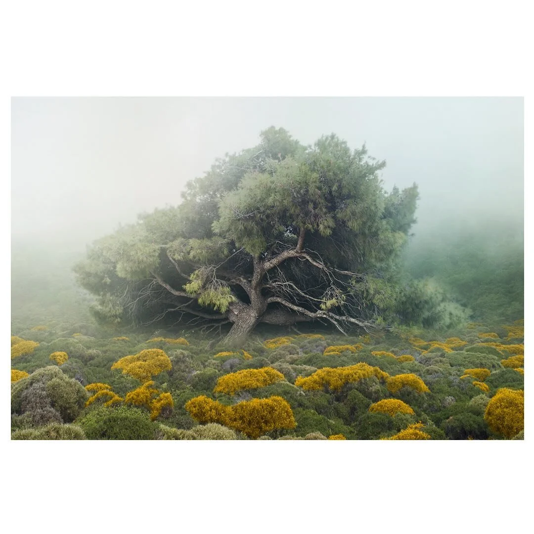 White dew, one drop, on each thorn - Yosa Buson 与謝 蕪村