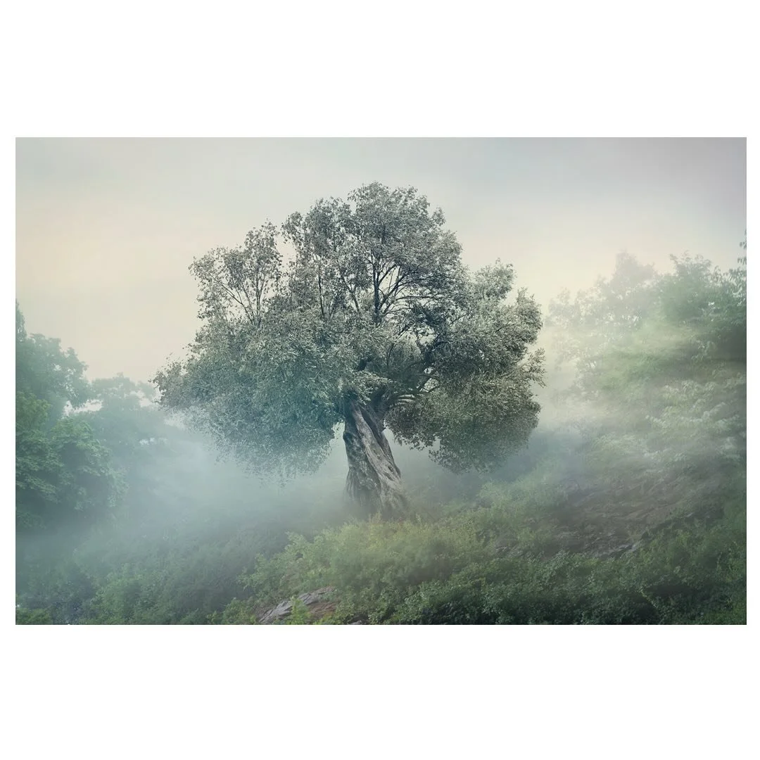 Clear dawn, enters, the ancient temple - Chang Jian 常建