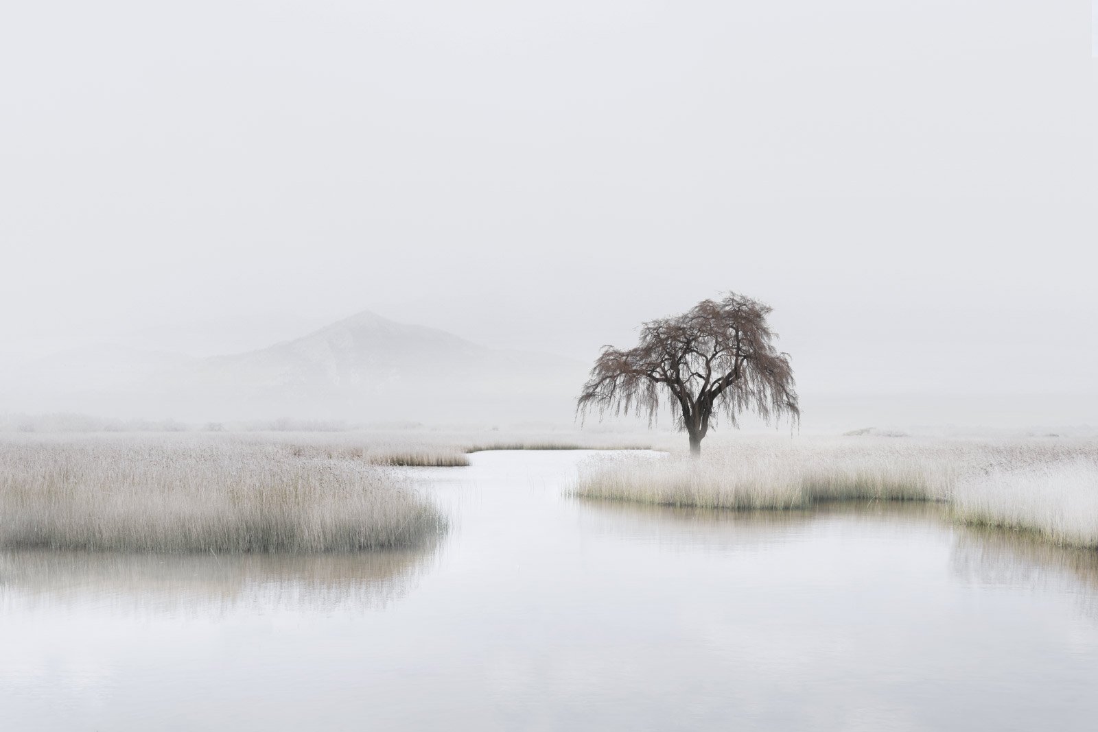 Naeva   
 Request this artwork 
