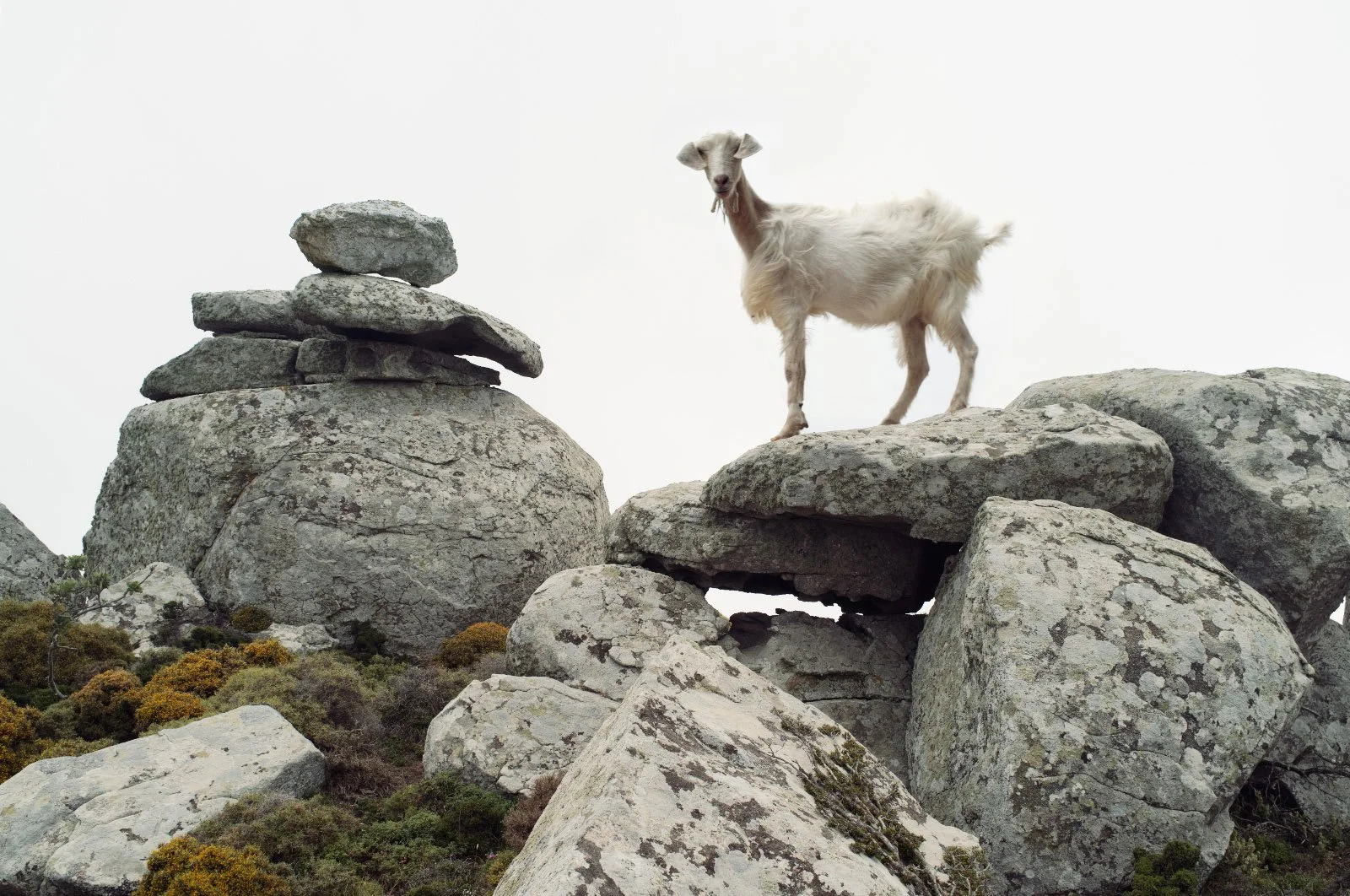 Lyra   
 Request this artwork 