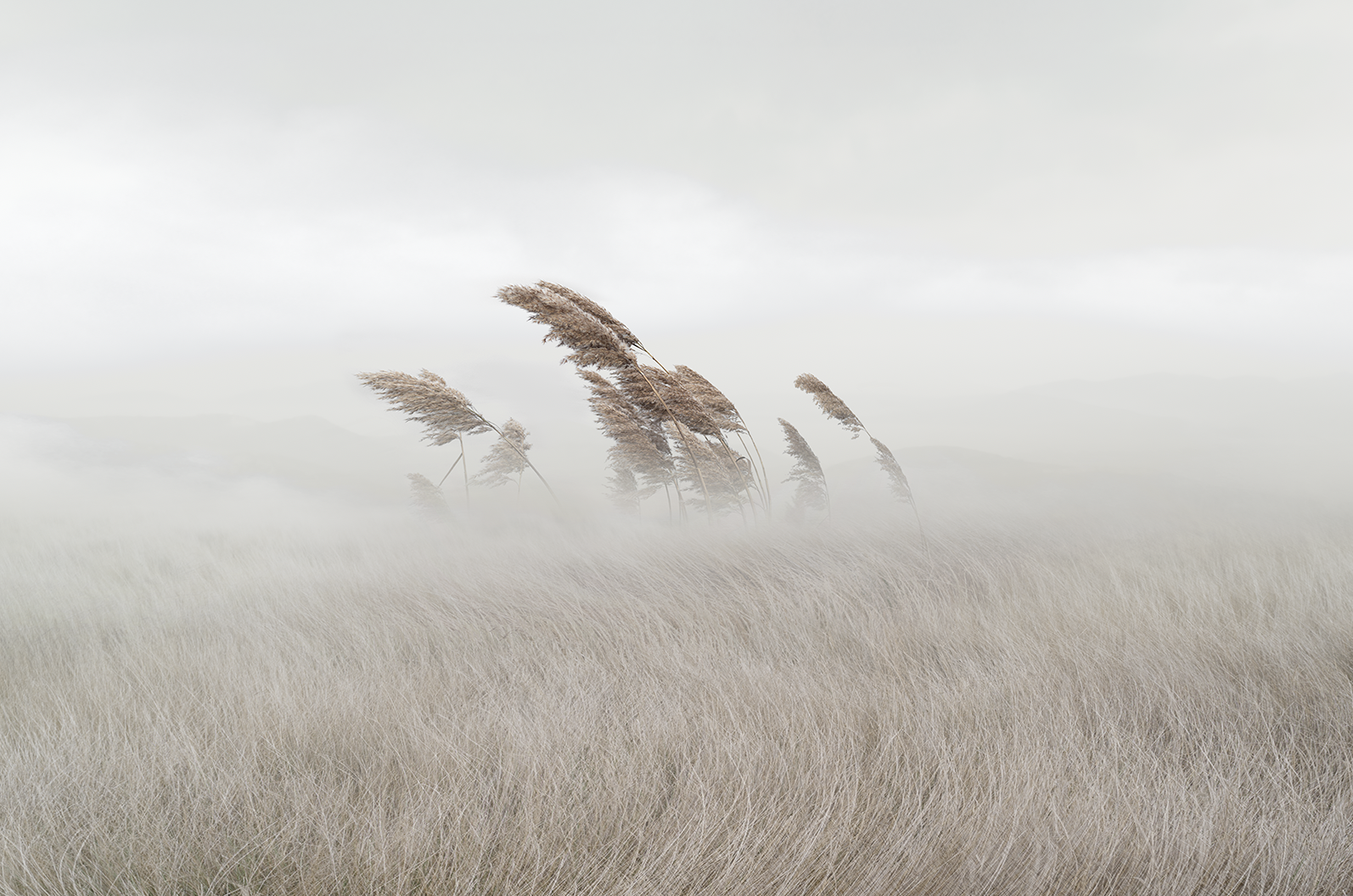 Agnes   
 Request this artwork 