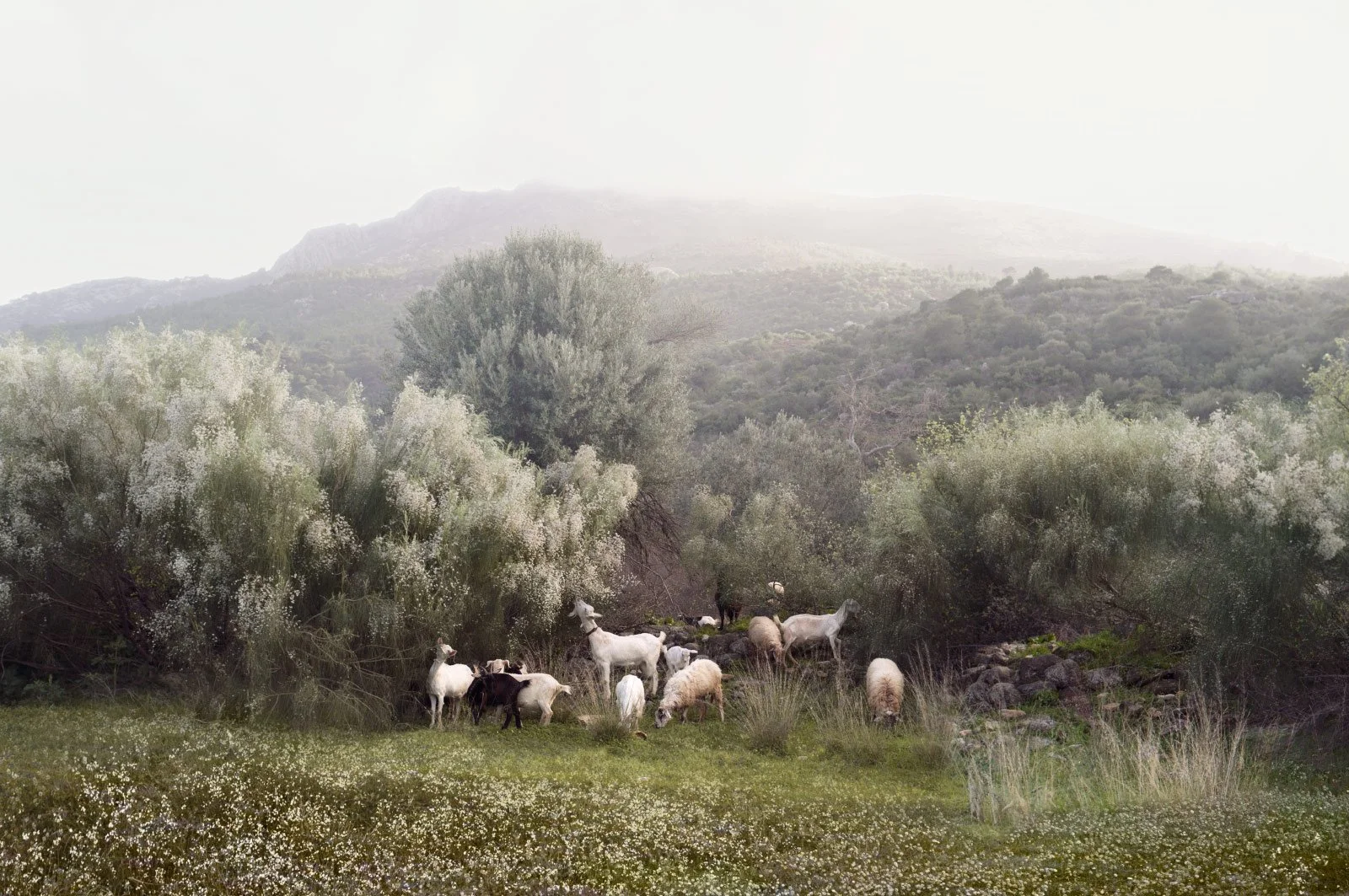 Silenzio   
 Request this artwork 