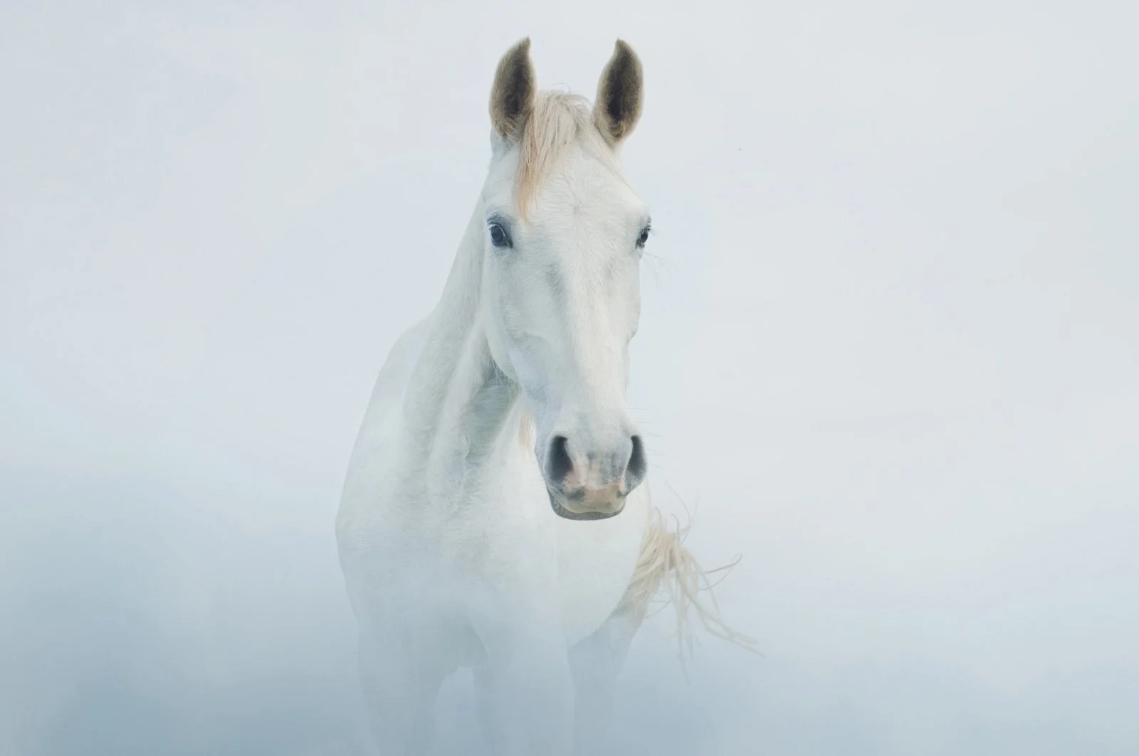 Aeval   
 Request this artwork 