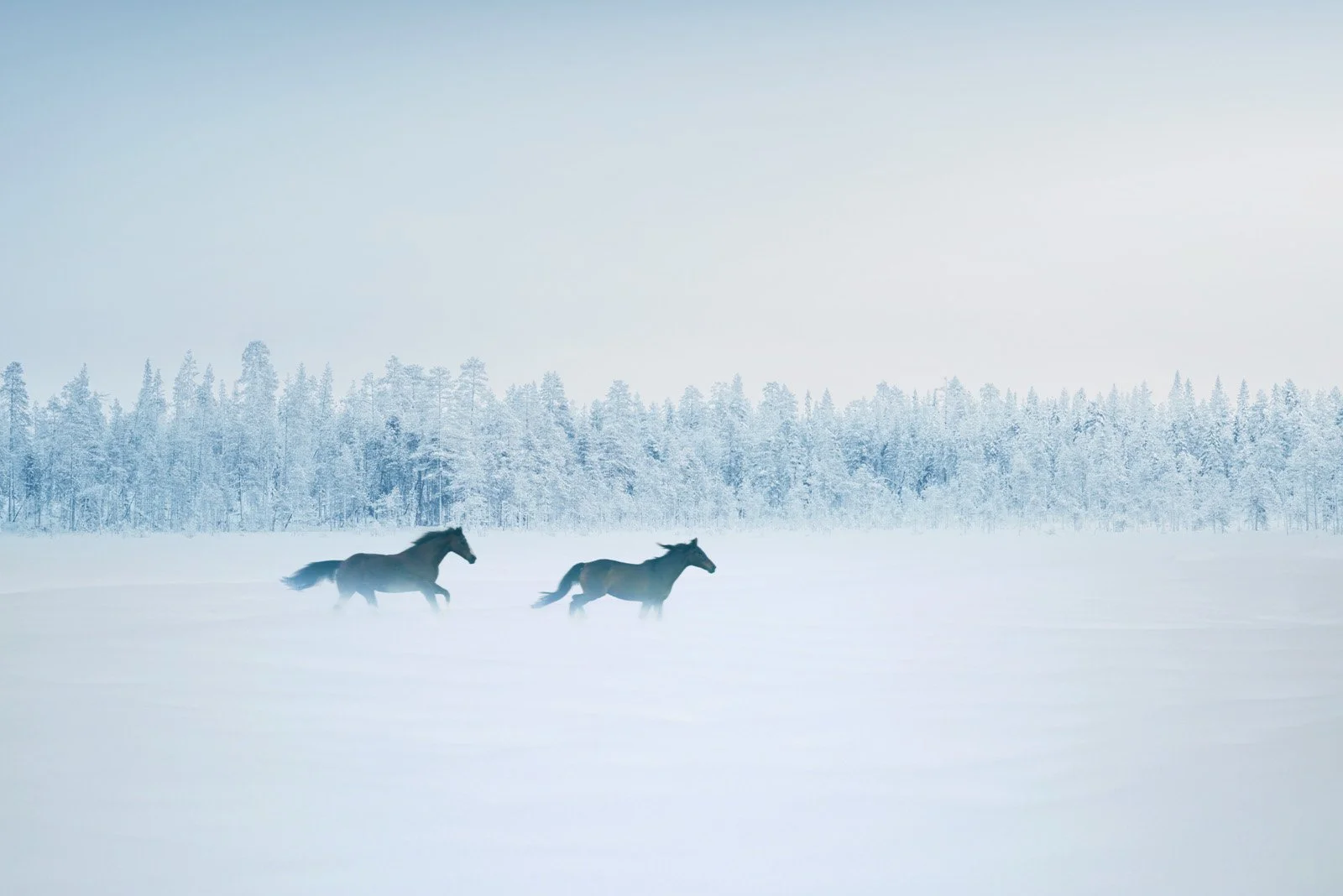 Dominique   
 Request this artwork 