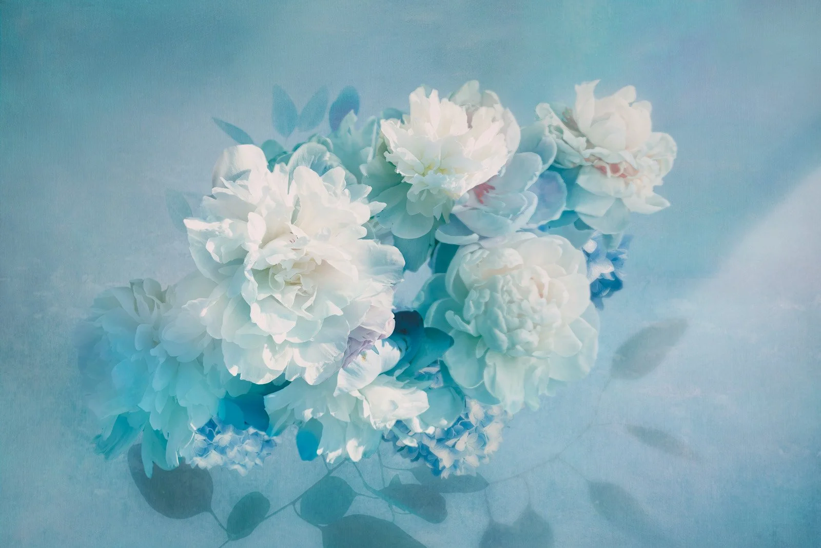 Nightbloom   
 Request this artwork 