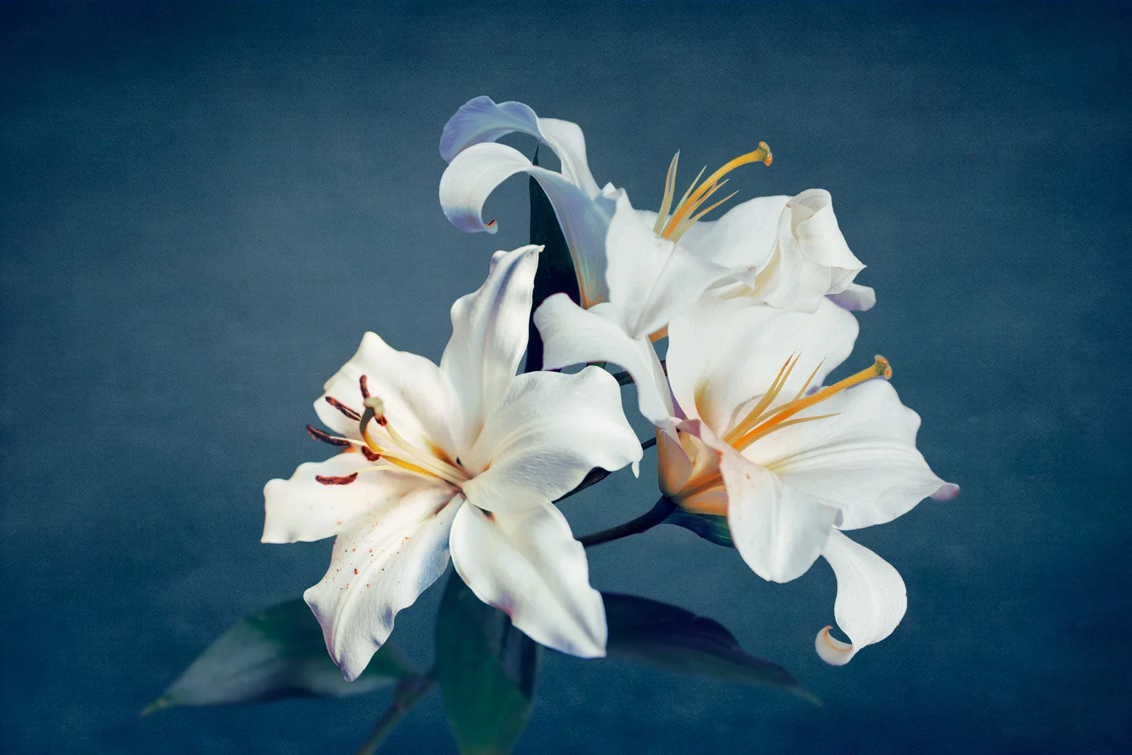 Caelia   
 Request this artwork 