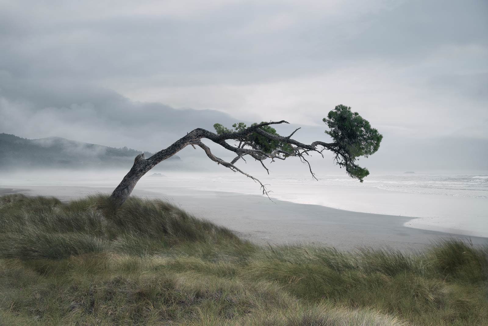 Satine   
 Request this artwork 
