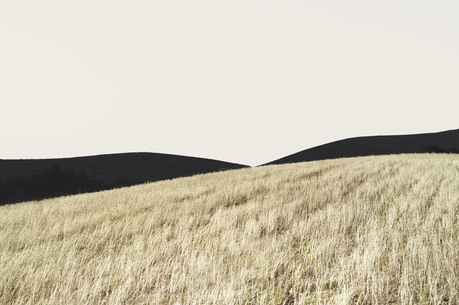 Hyacinth   
 Request this artwork 