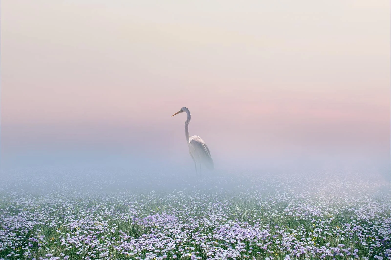 Lucie   
 Request this artwork 

