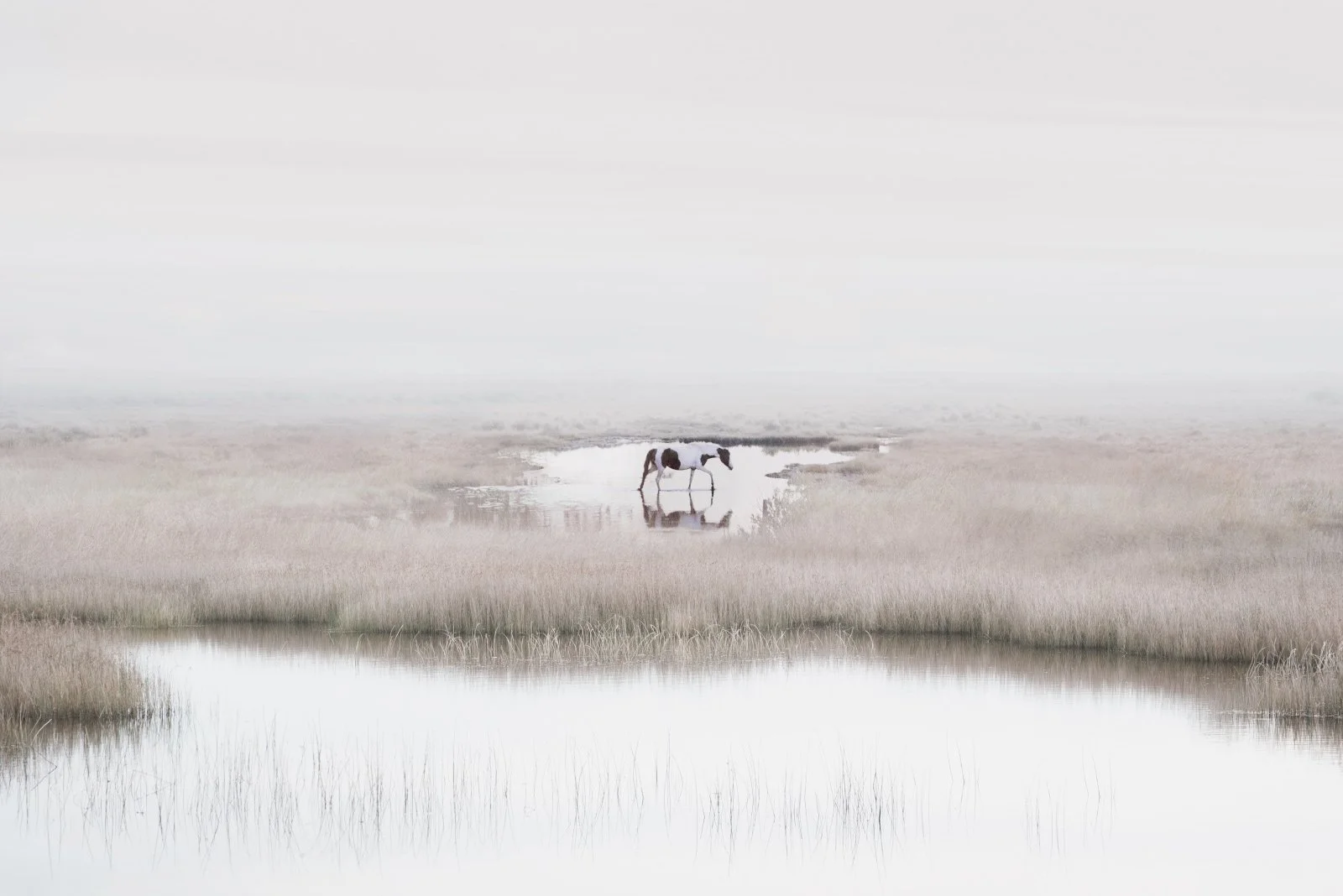 Heloise   
 Request this artwork 