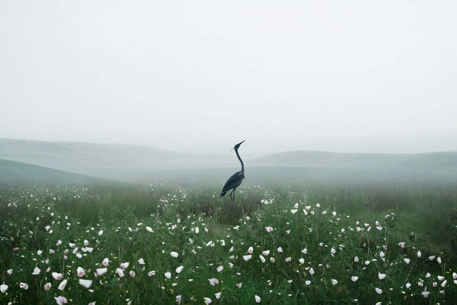 Ninon   
 Request this artwork 
