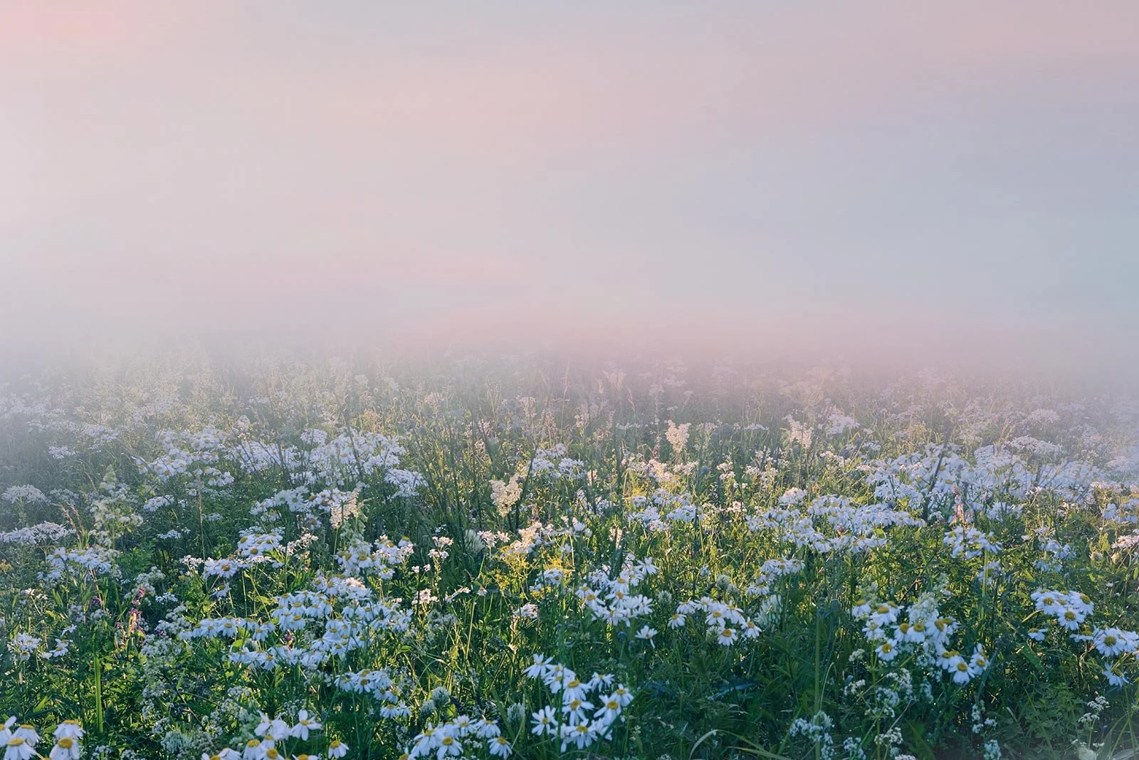 Lierre    
 Request this artwork 