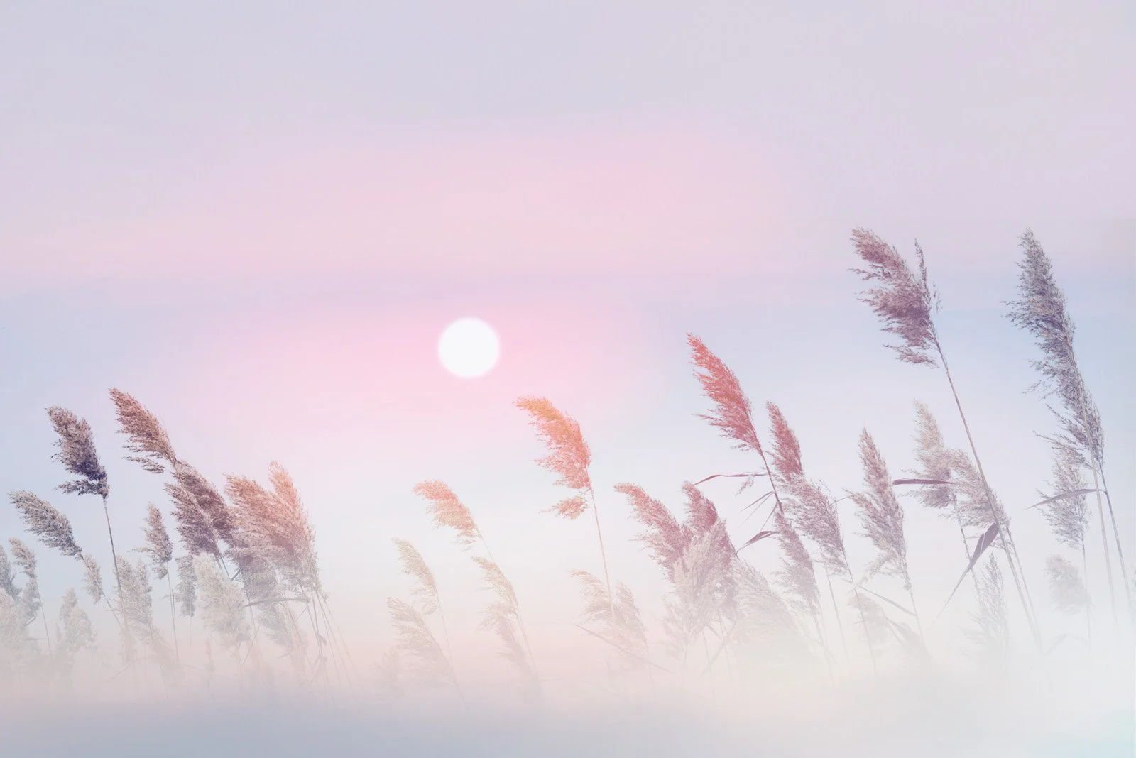 Éden   
 Request this artwork 