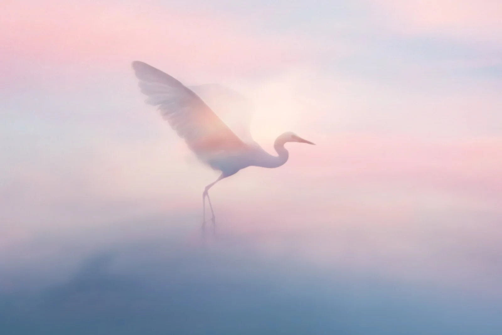 Aveline   
 Request this artwork 
