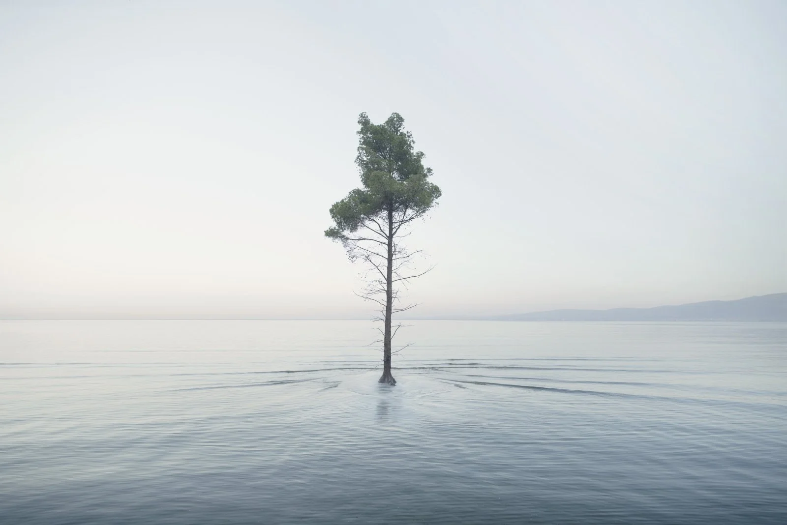 Esme   
 Request this artwork 
