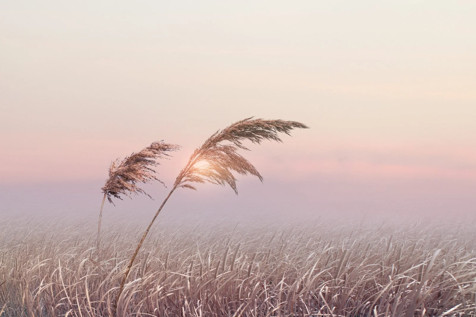 Judith   
 Request this artwork 