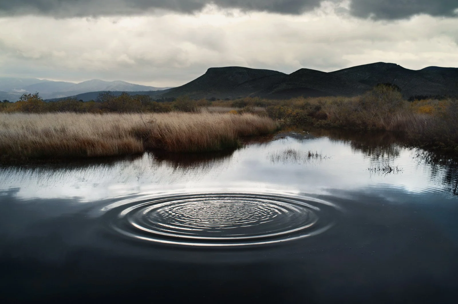 Sitara   
 Request this artwork 
