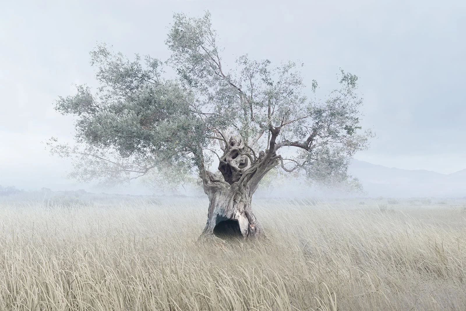 Fleurine   
 Request this artwork 