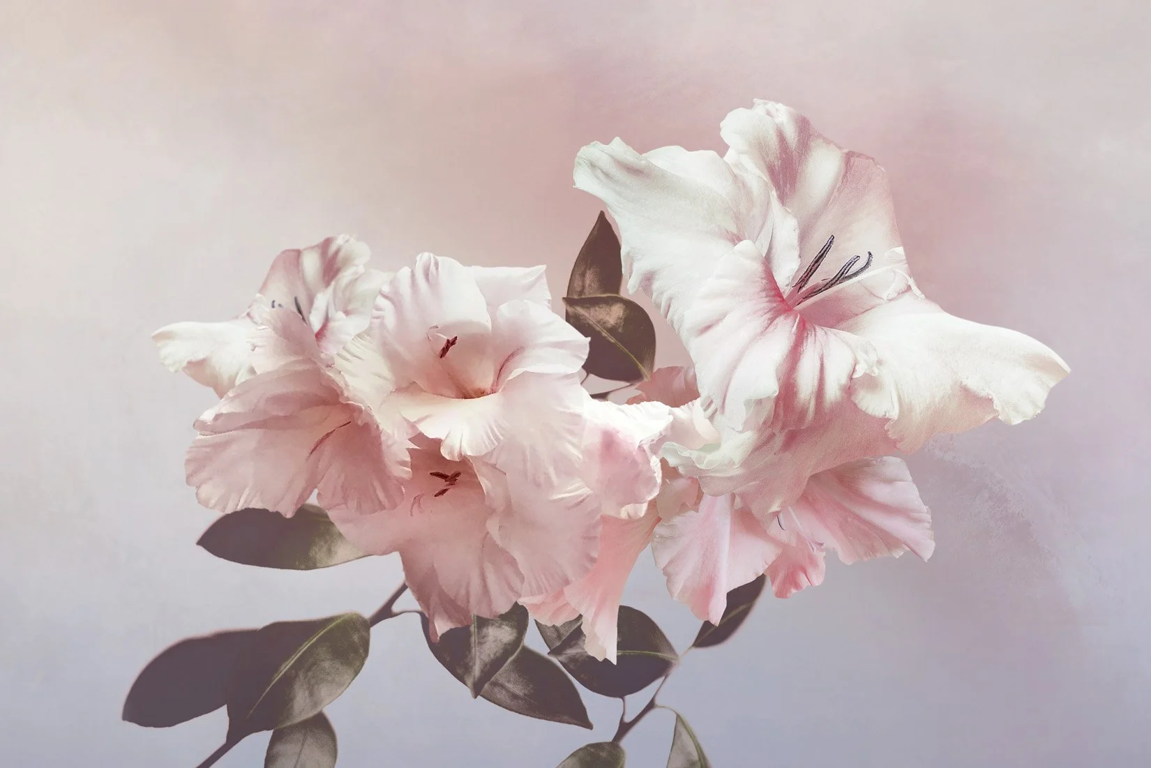 Snowe   
 Request this artwork 