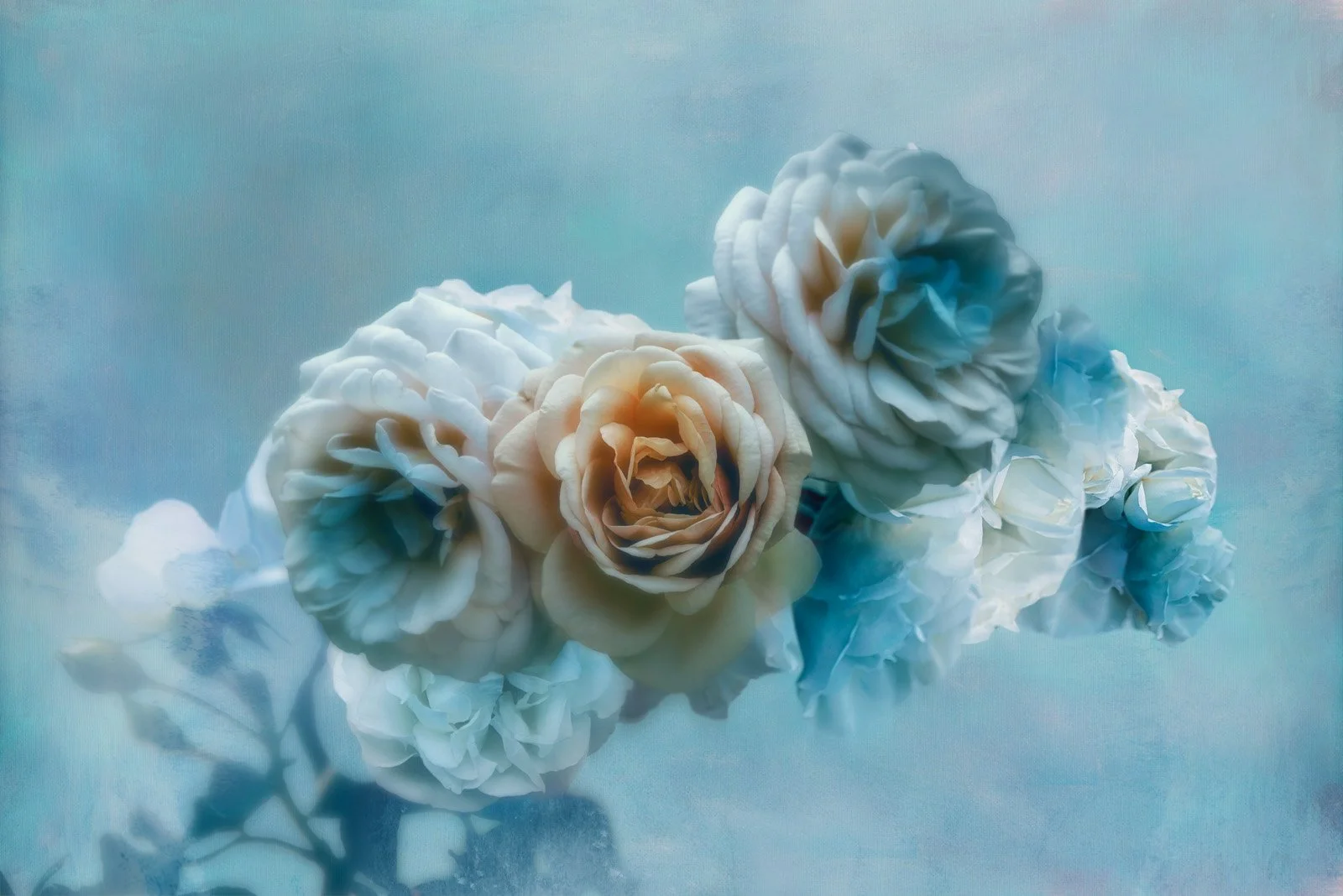 Beachrose   
 Request this artwork 