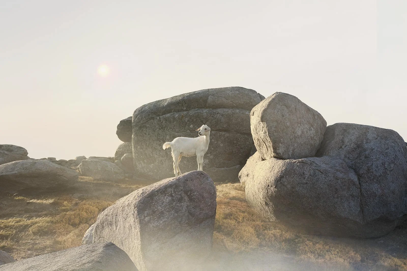 Alden   
 Request this artwork 