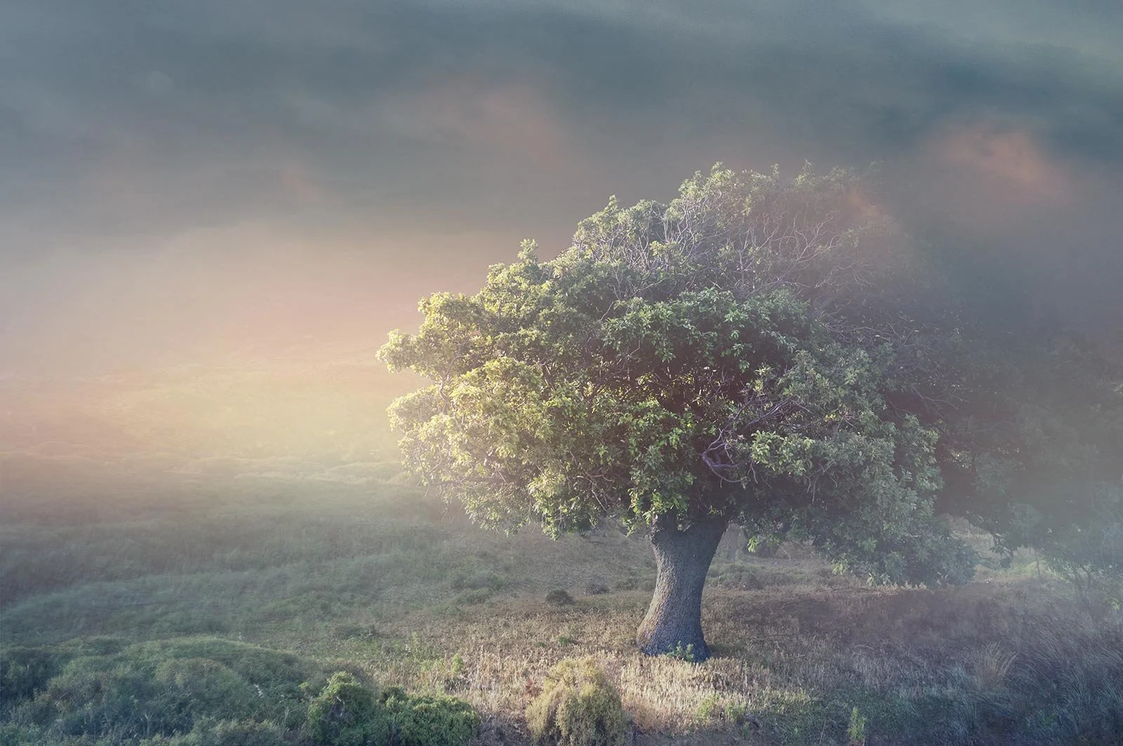 Bloomlight   
 Request this artwork 
